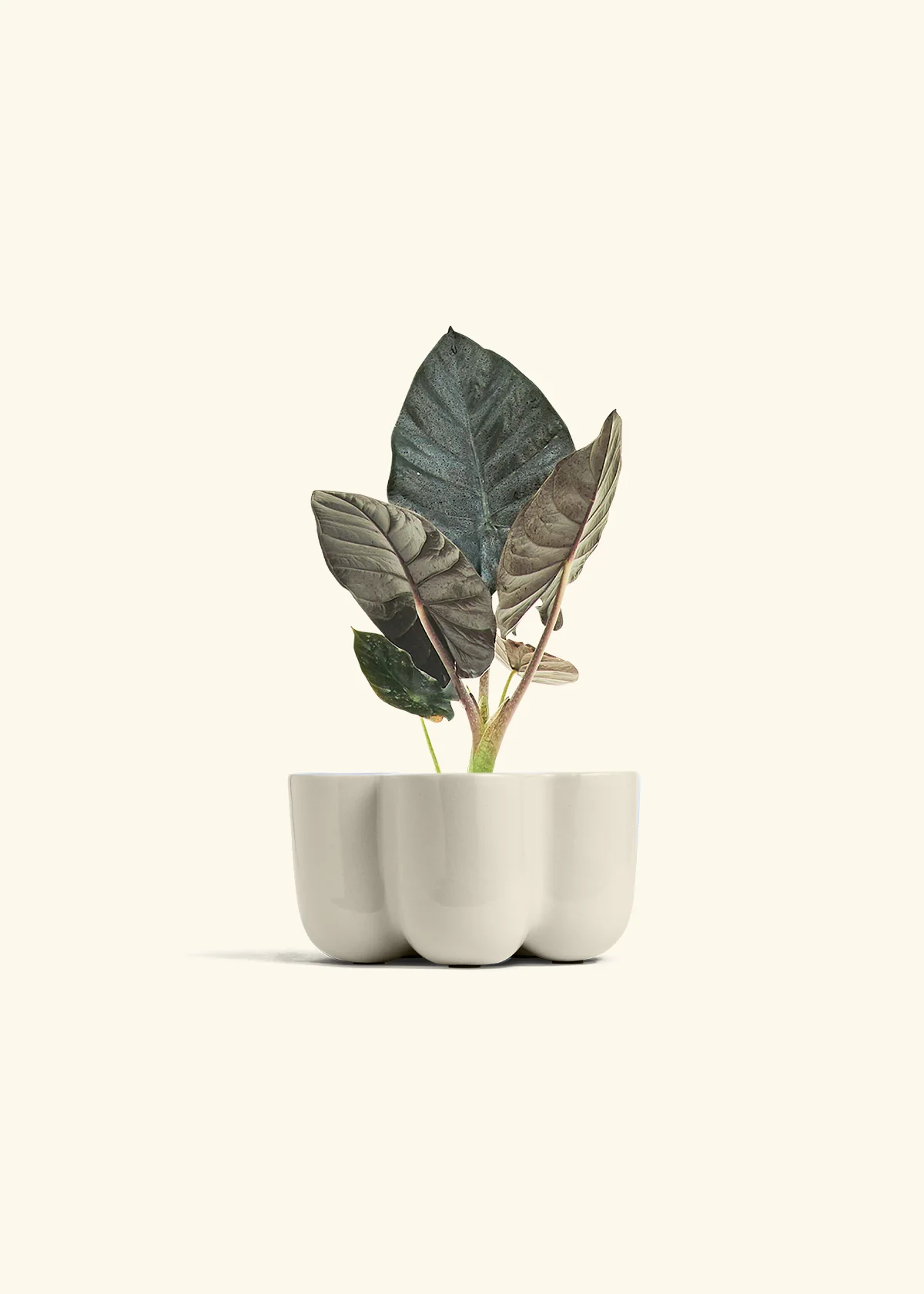 Alocasia 'Black Panther', Small - Image 38