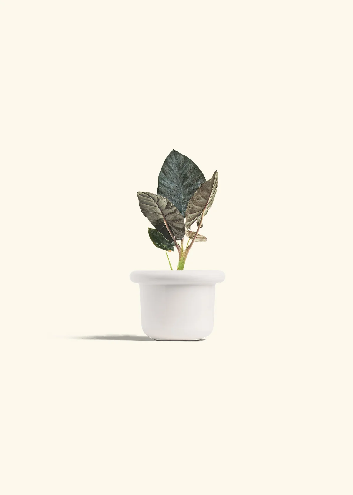 Alocasia 'Black Panther', Small - Image 4