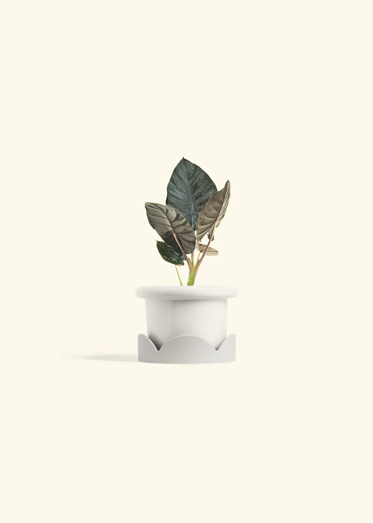 Alocasia 'Black Panther', Small - Image 6