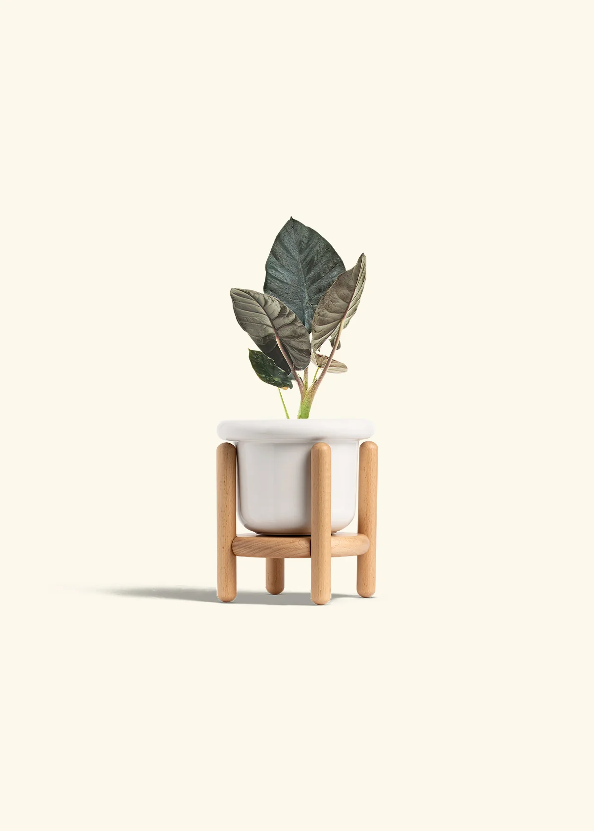 Alocasia 'Black Panther', Small - Image 7