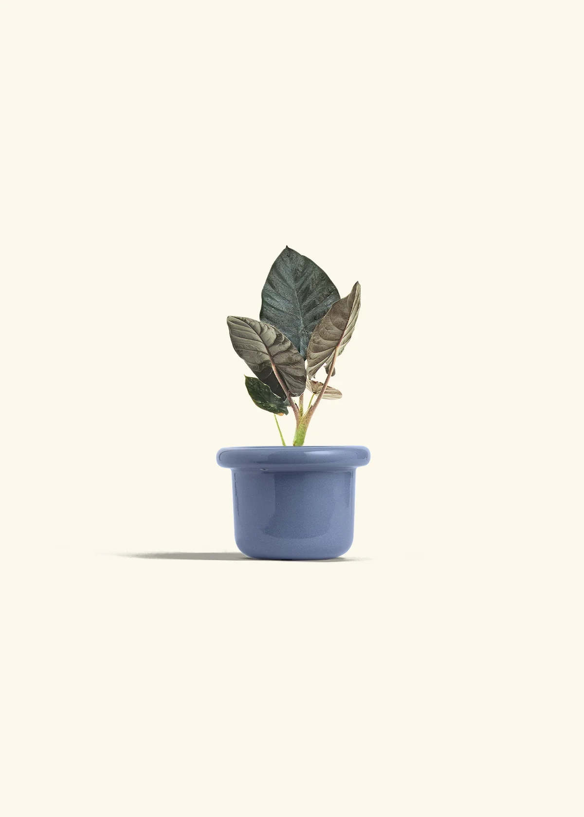 Alocasia 'Black Panther', Small - Image 8