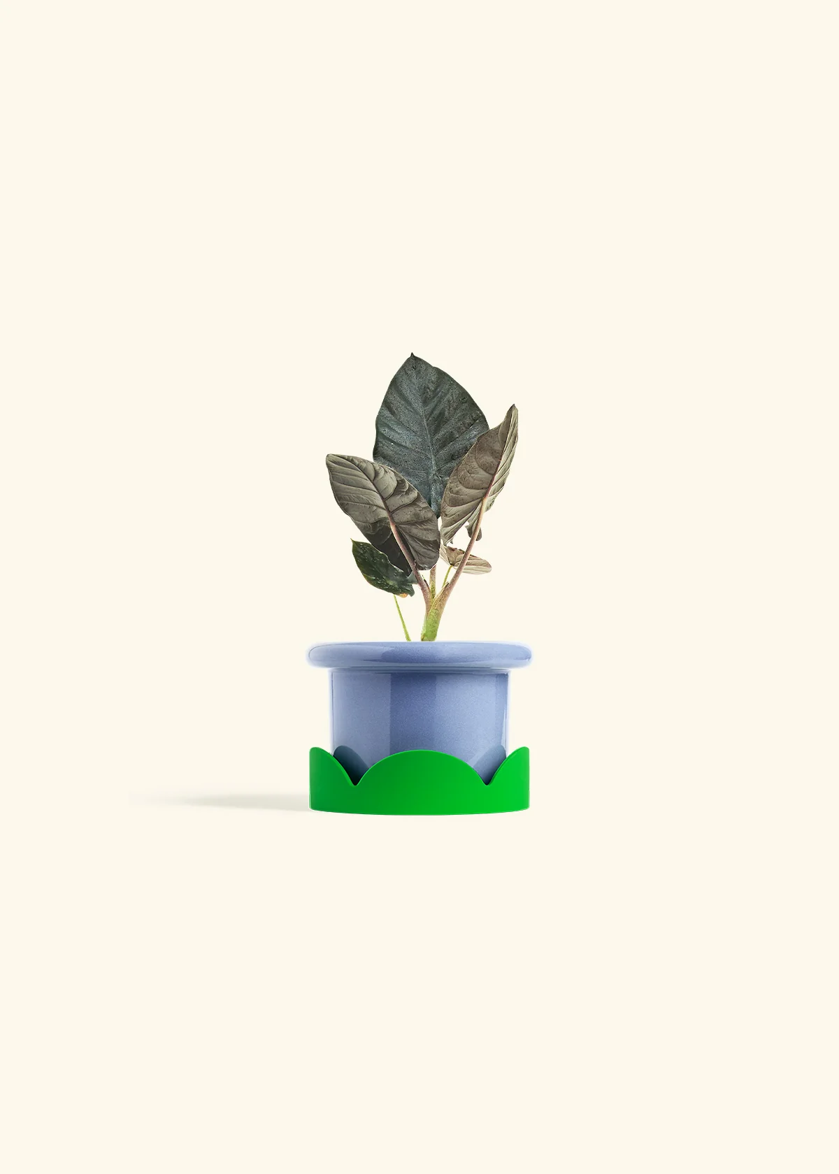 Alocasia 'Black Panther', Small - Image 9