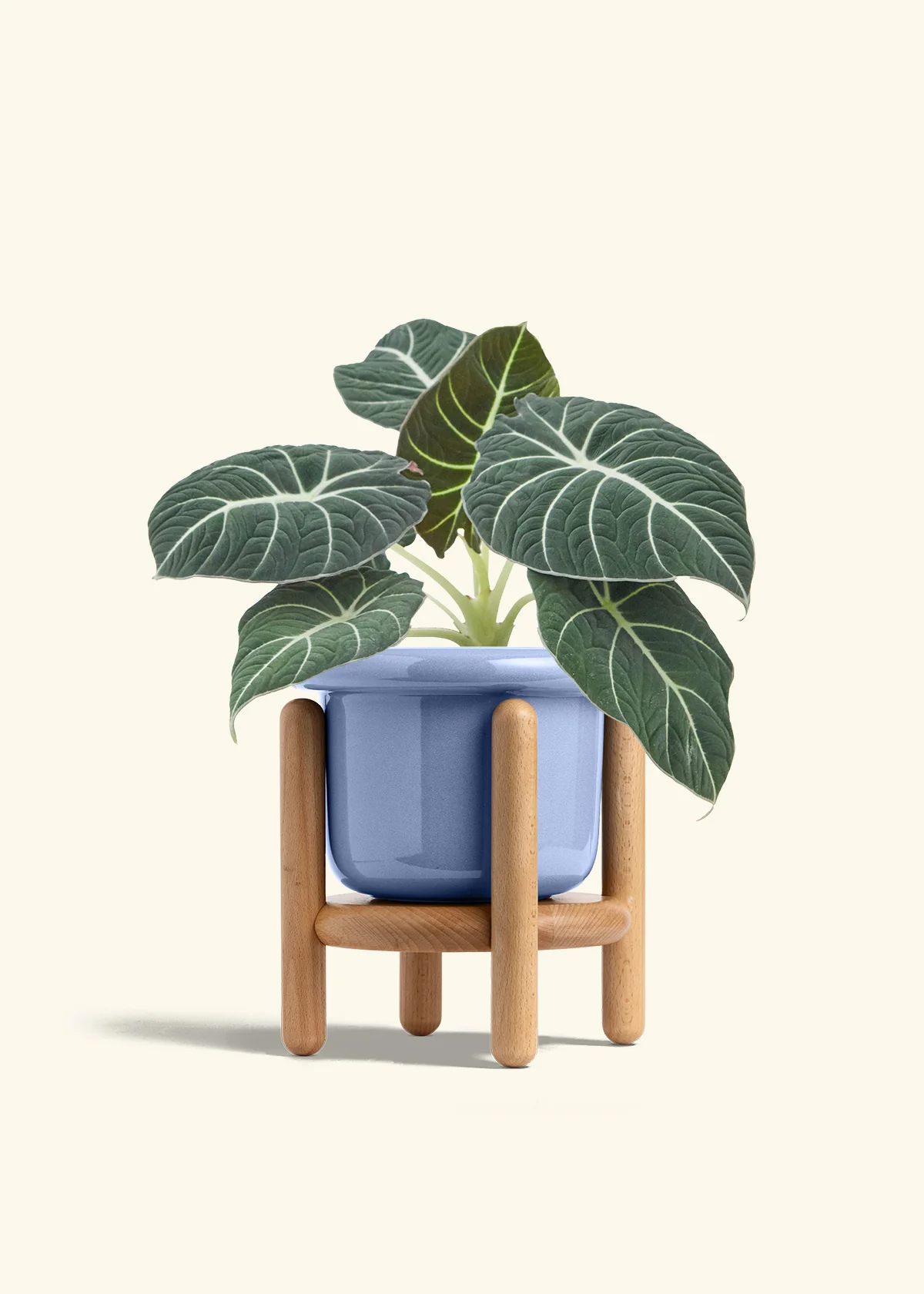 Alocasia 'Black Velvet', Medium - Image 11
