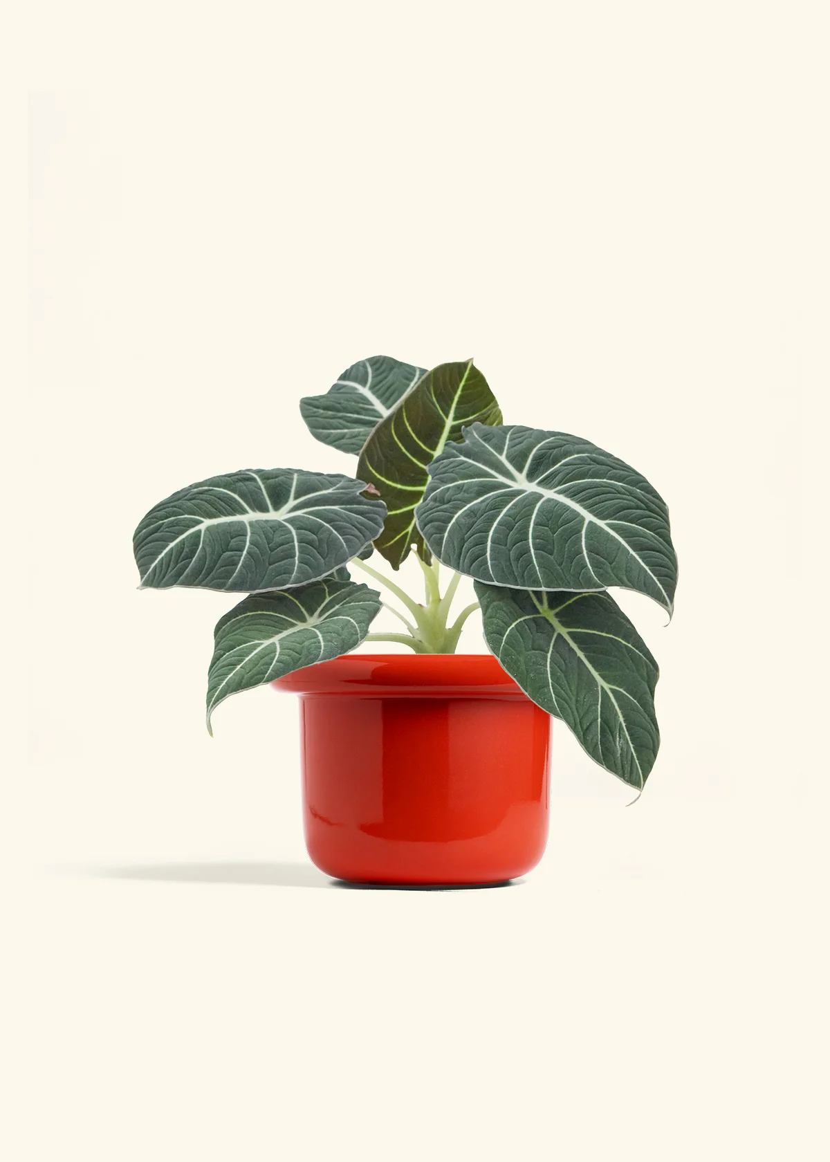 Alocasia 'Black Velvet', Medium - Image 12