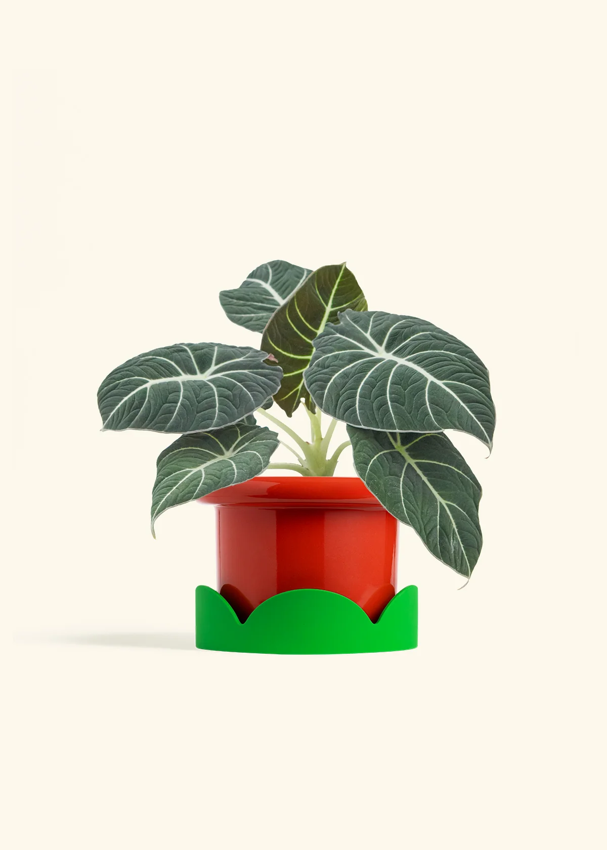 Alocasia 'Black Velvet', Medium - Image 13