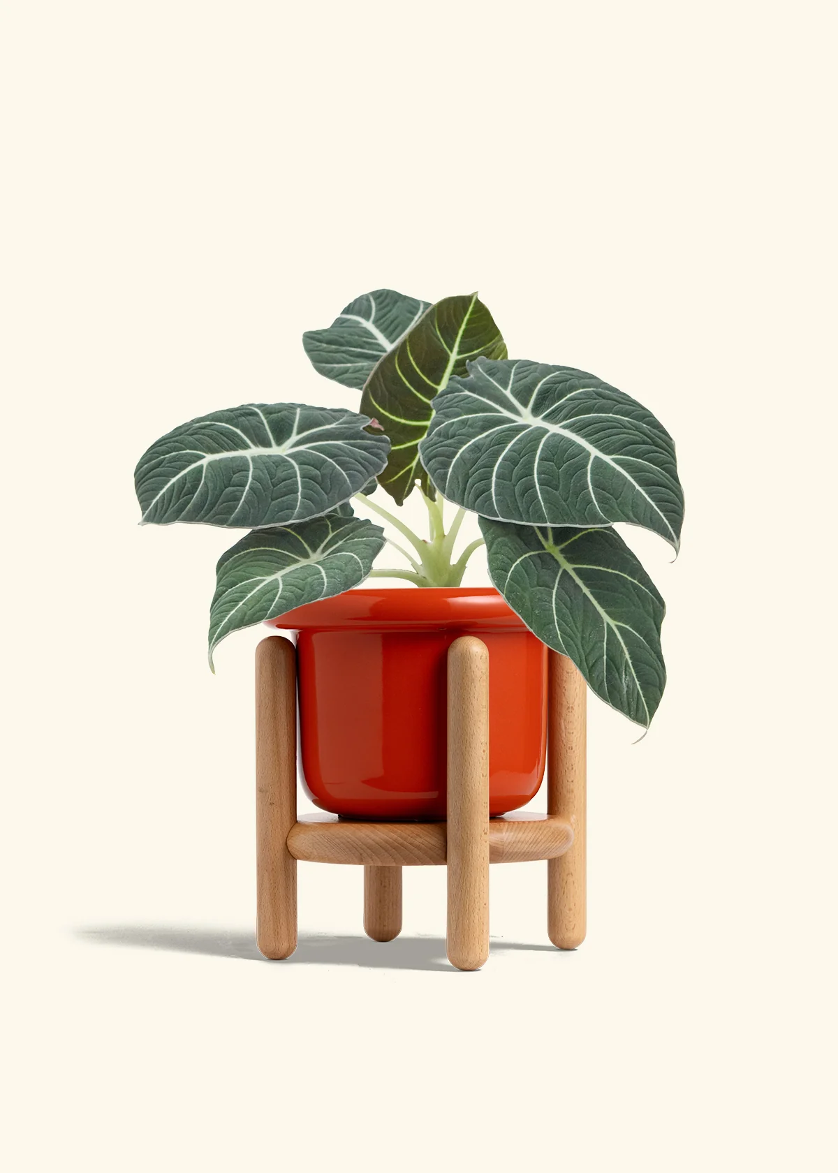 Alocasia 'Black Velvet', Medium - Image 15