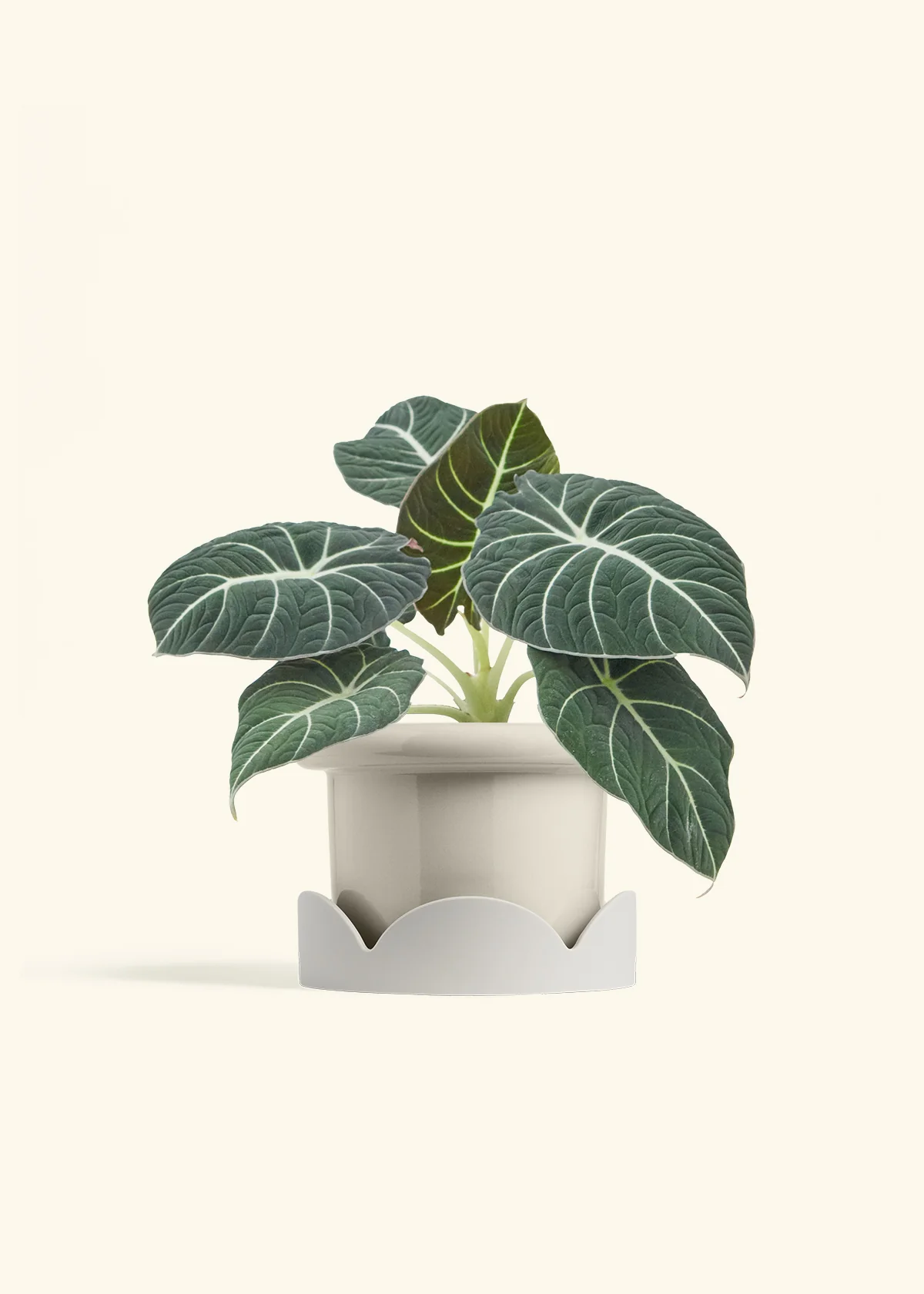 Alocasia 'Black Velvet', Medium - Image 18