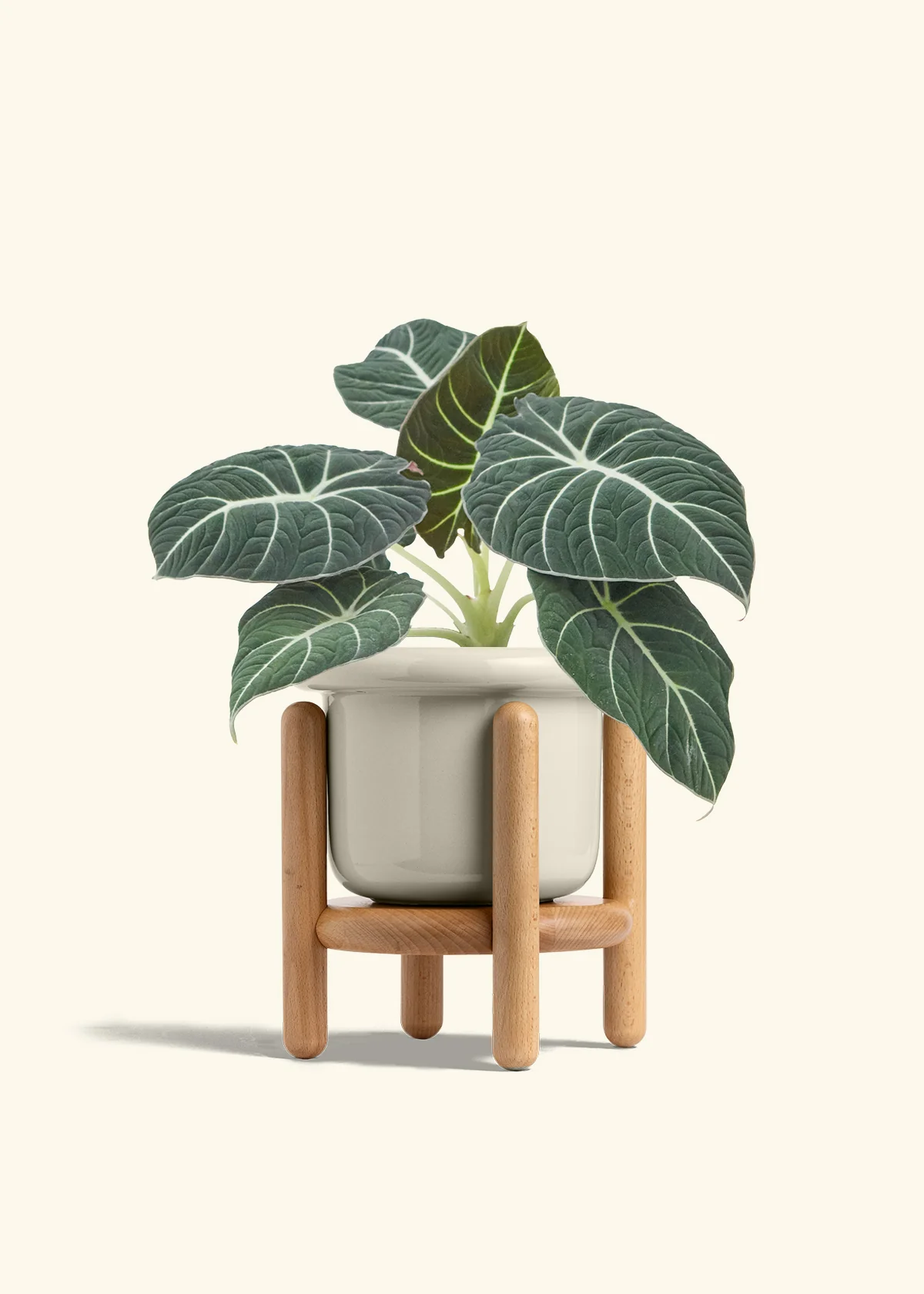 Alocasia 'Black Velvet', Medium - Image 19
