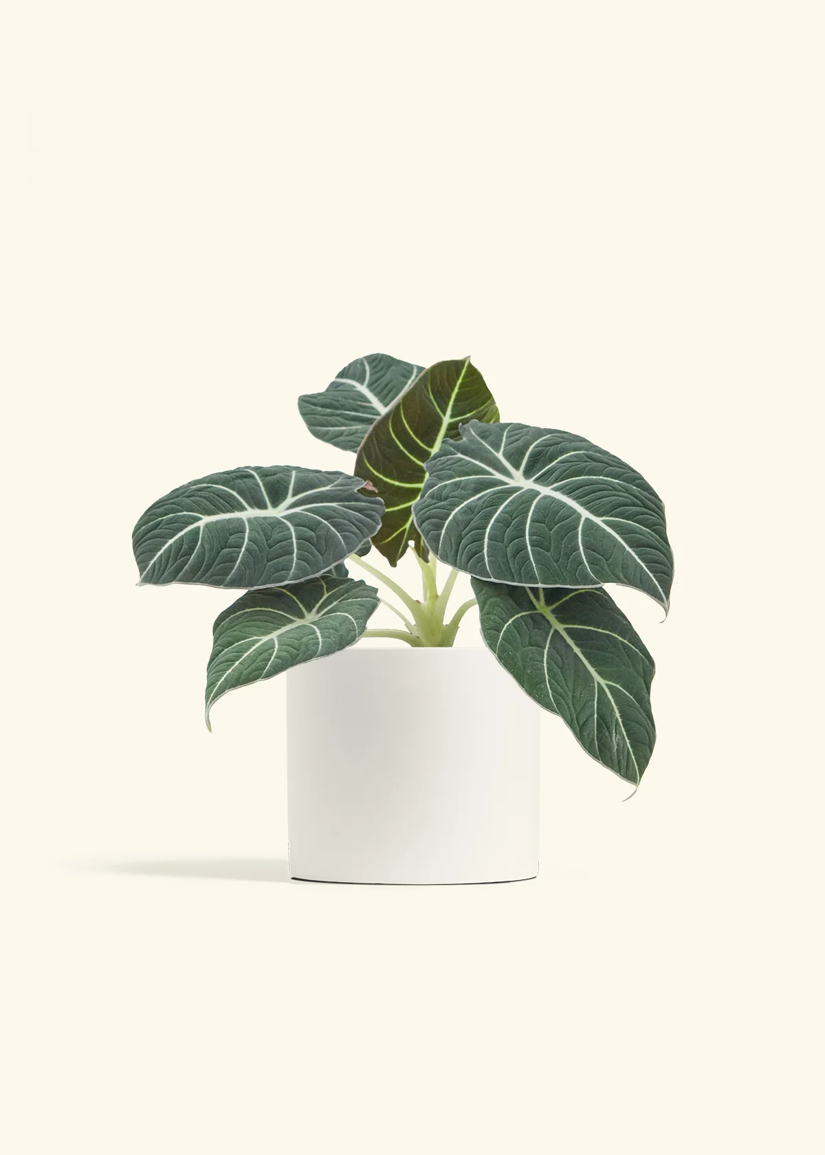 Alocasia 'Black Velvet', Medium - Image 20