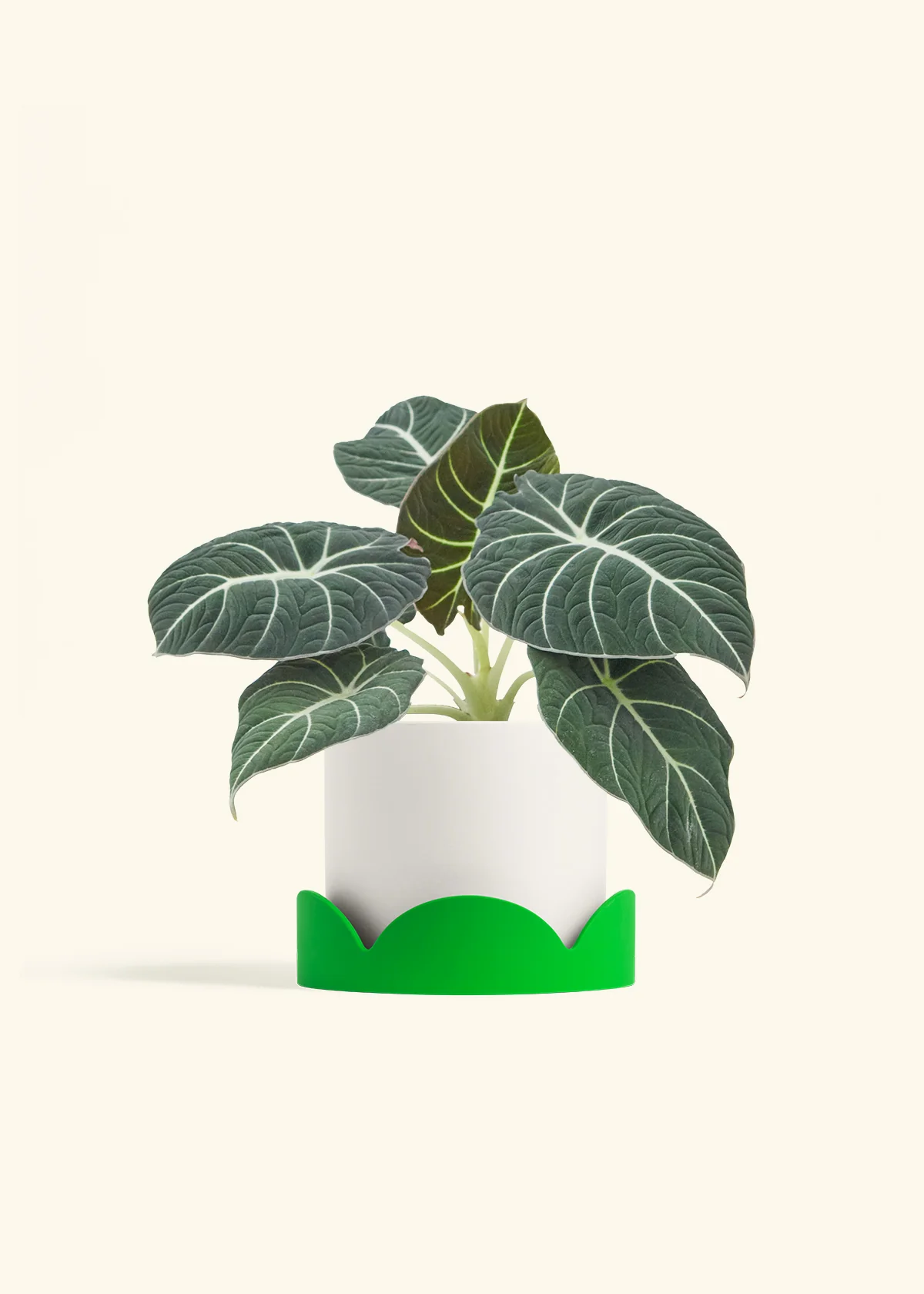 Alocasia 'Black Velvet', Medium - Image 21