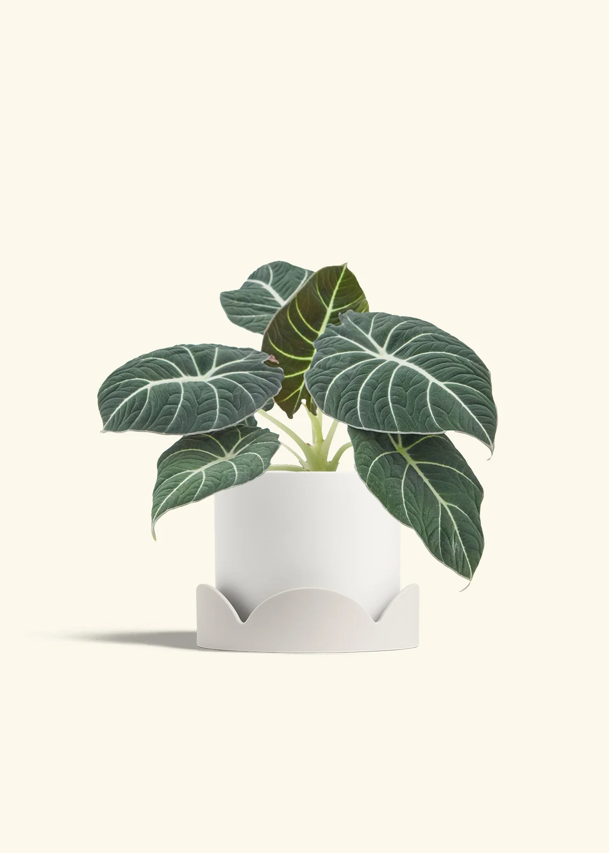 Alocasia 'Black Velvet', Medium - Image 22