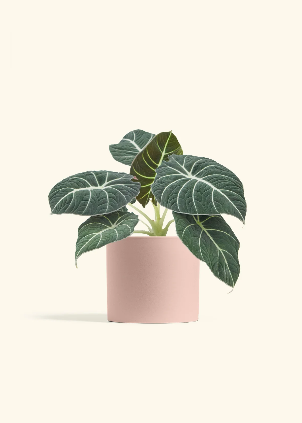 Alocasia 'Black Velvet', Medium - Image 24