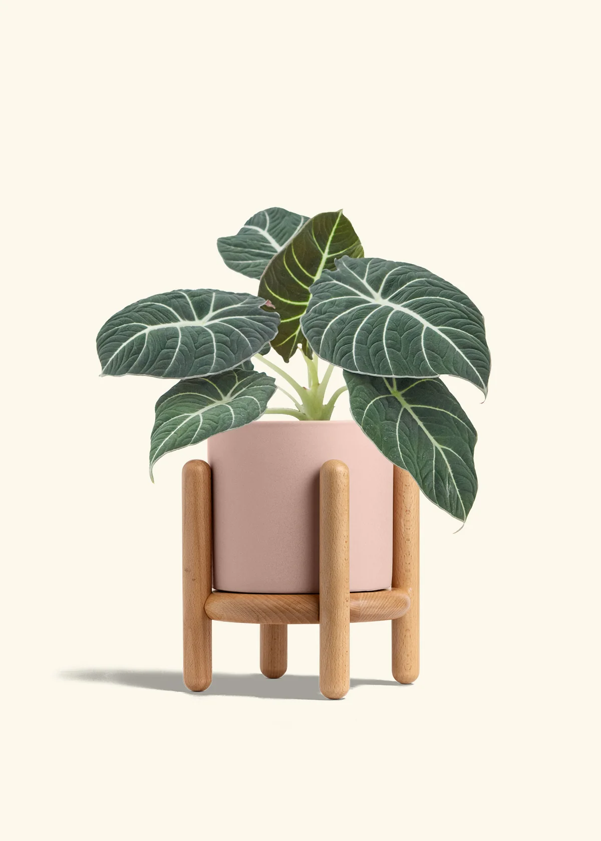 Alocasia 'Black Velvet', Medium - Image 27