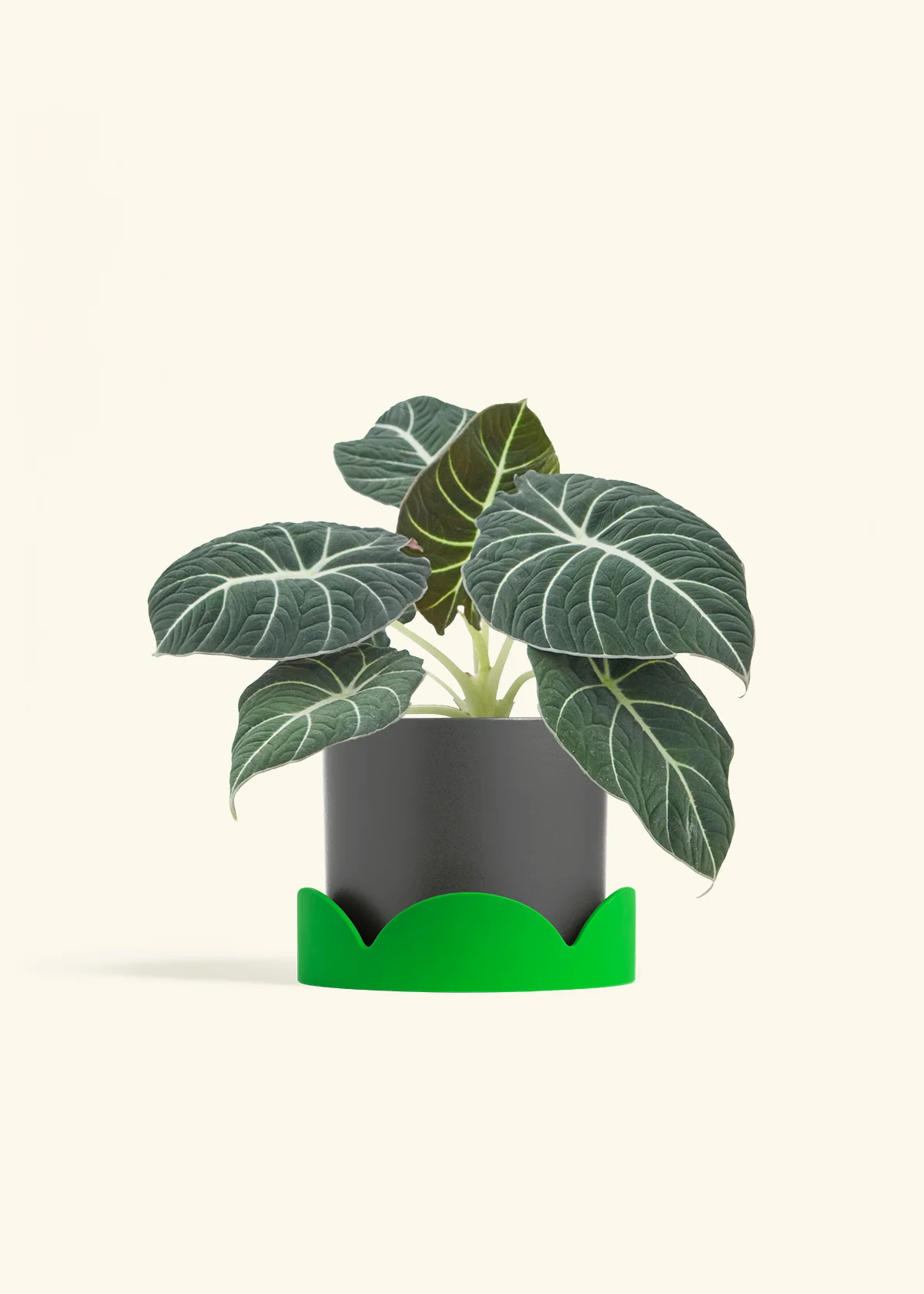 Alocasia 'Black Velvet', Medium - Image 28