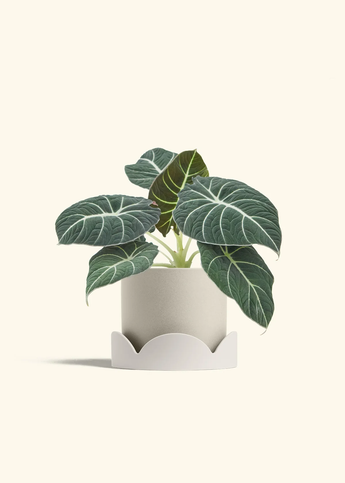 Alocasia 'Black Velvet', Medium - Image 31