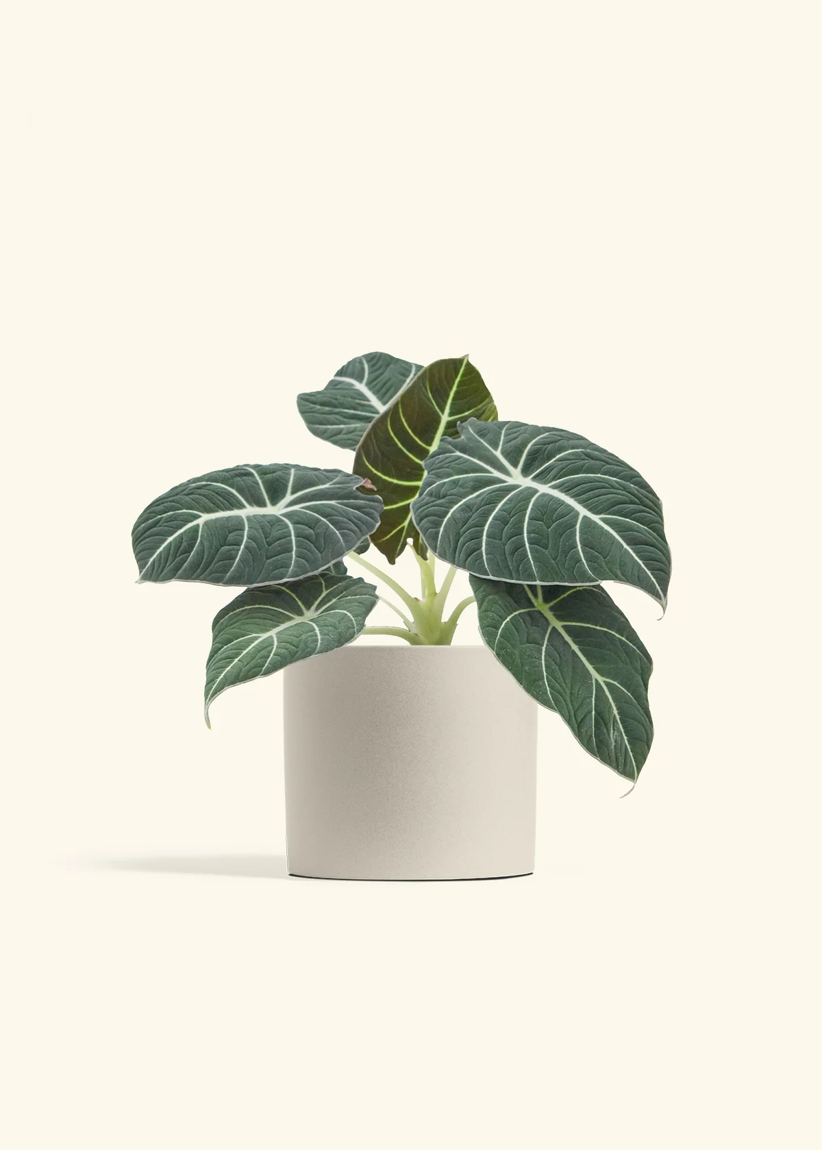 Alocasia 'Black Velvet', Medium - Image 34