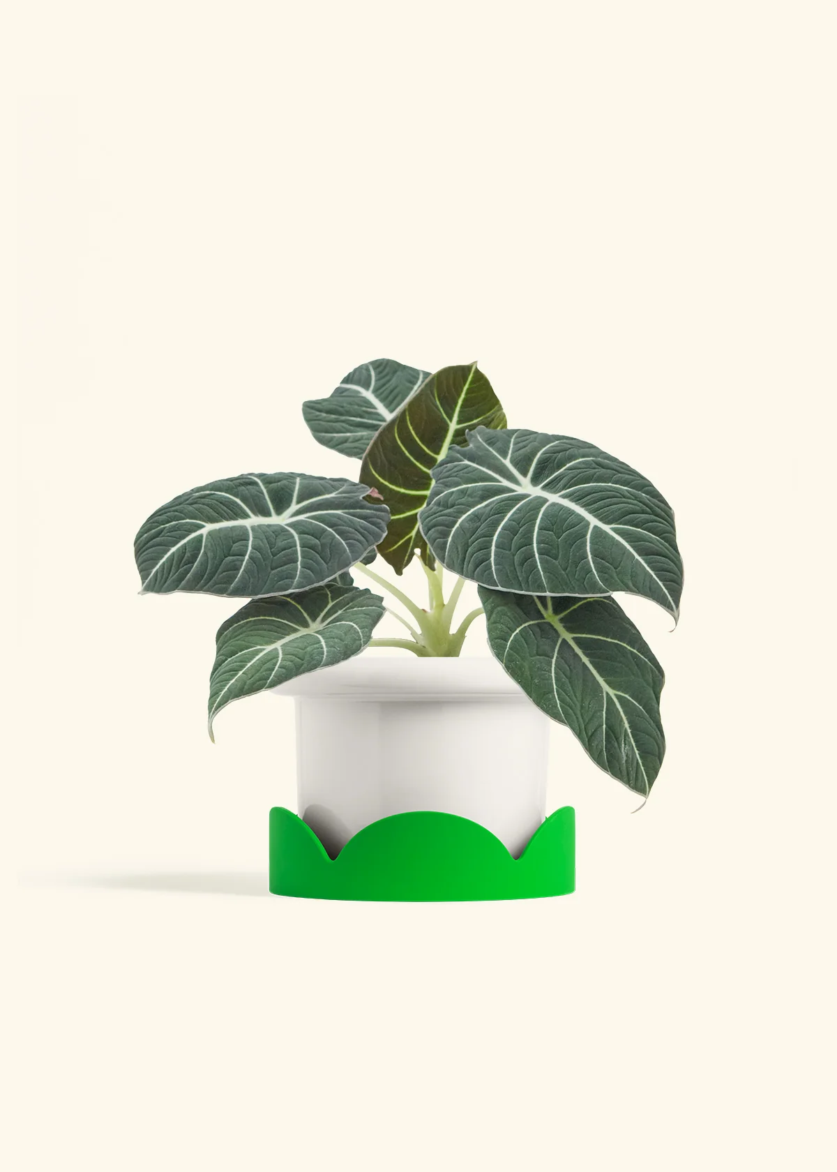 Alocasia 'Black Velvet', Medium - Image 5