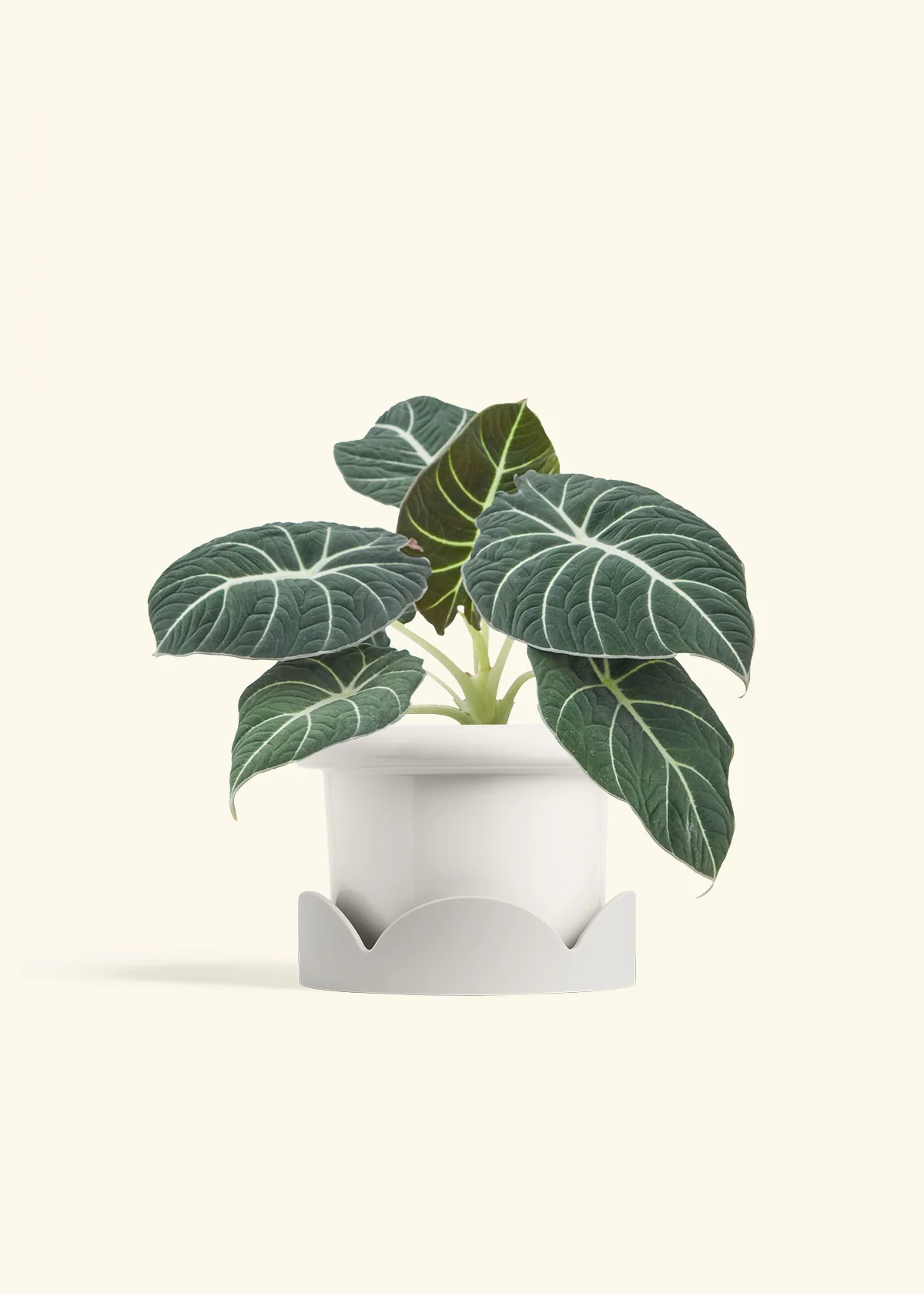 Alocasia 'Black Velvet', Medium - Image 6