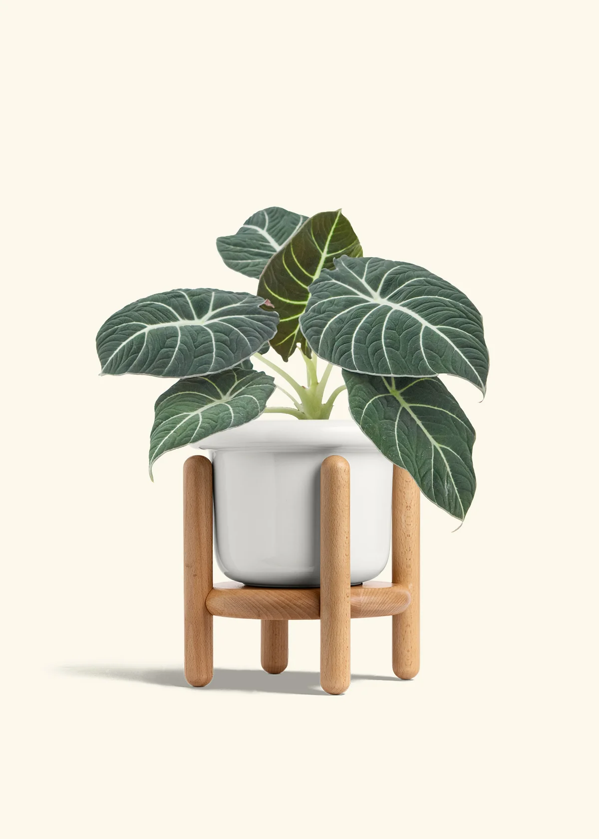 Alocasia 'Black Velvet', Medium - Image 7