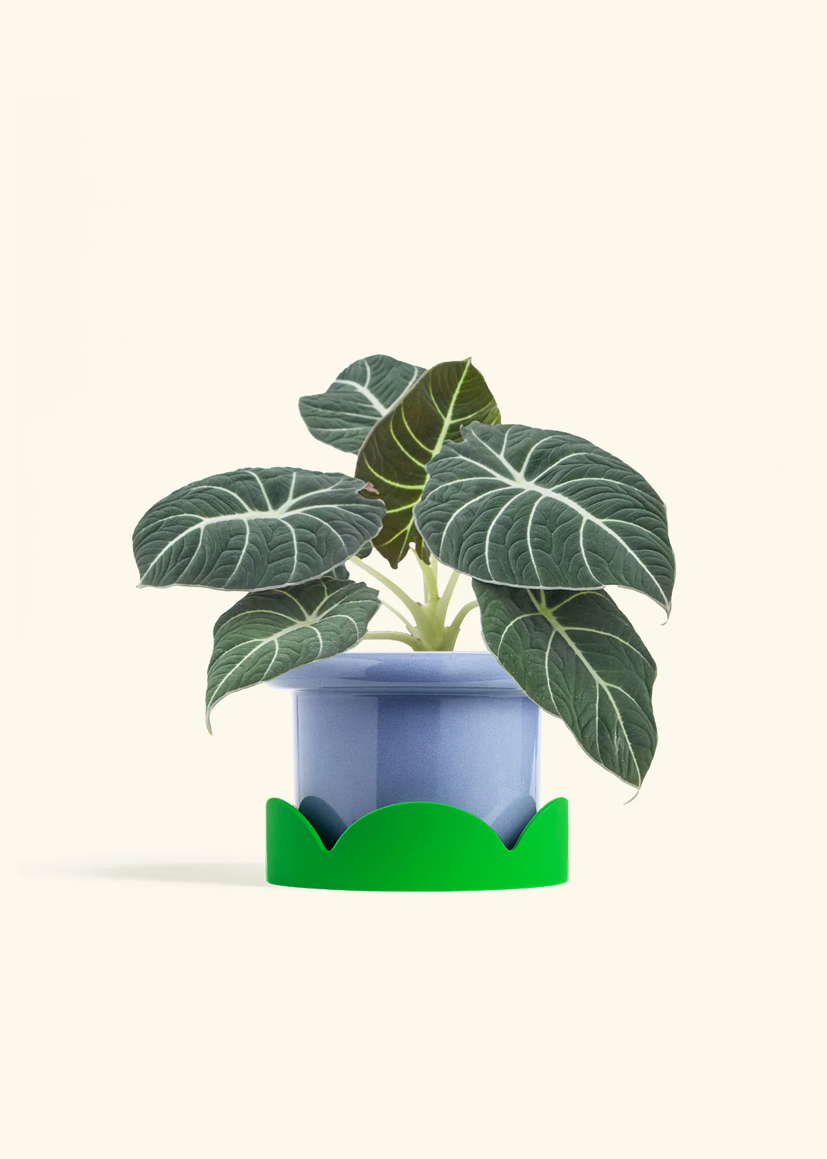 Alocasia 'Black Velvet', Medium - Image 9