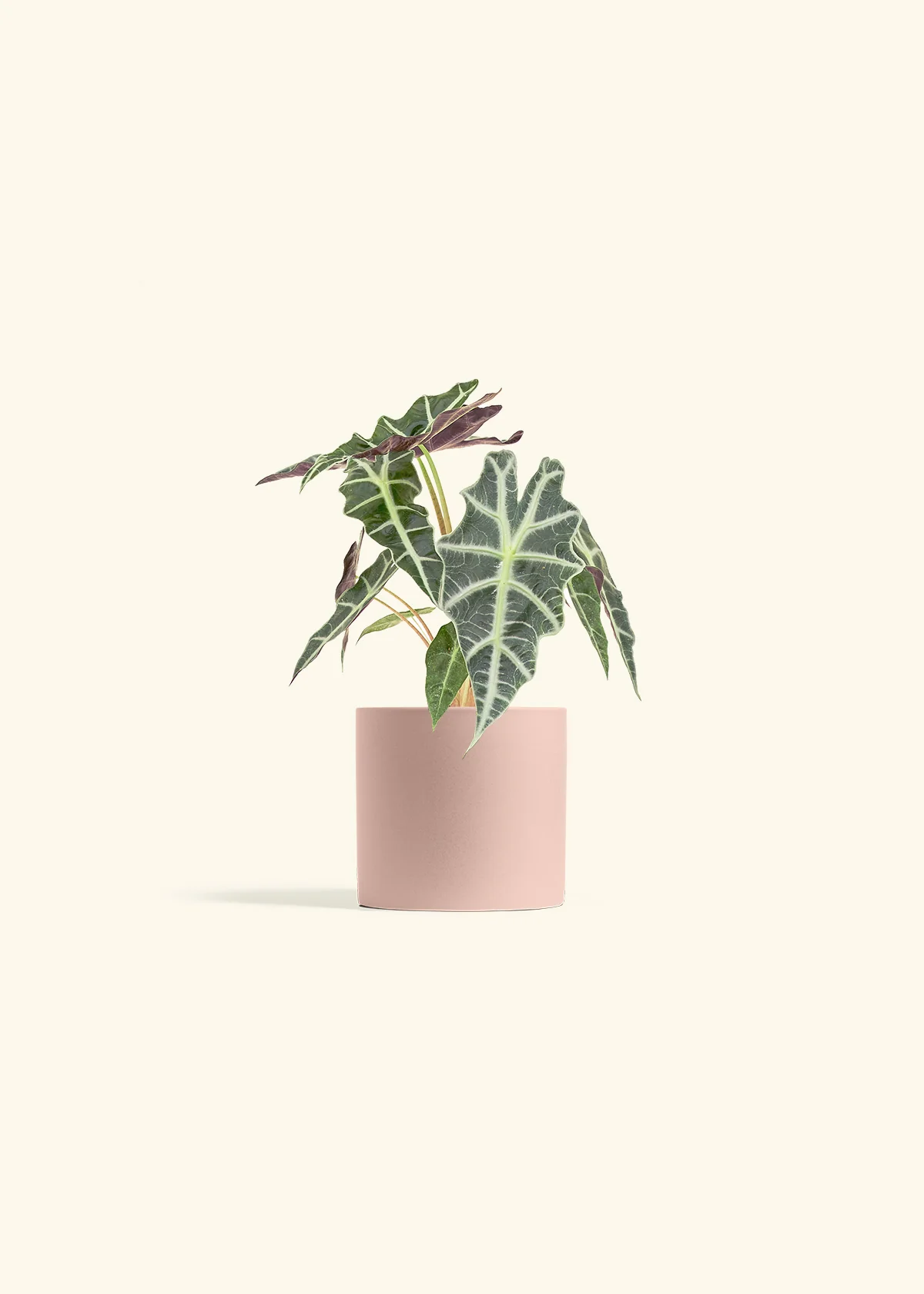 Alocasia 'Polly', Small - Image 5
