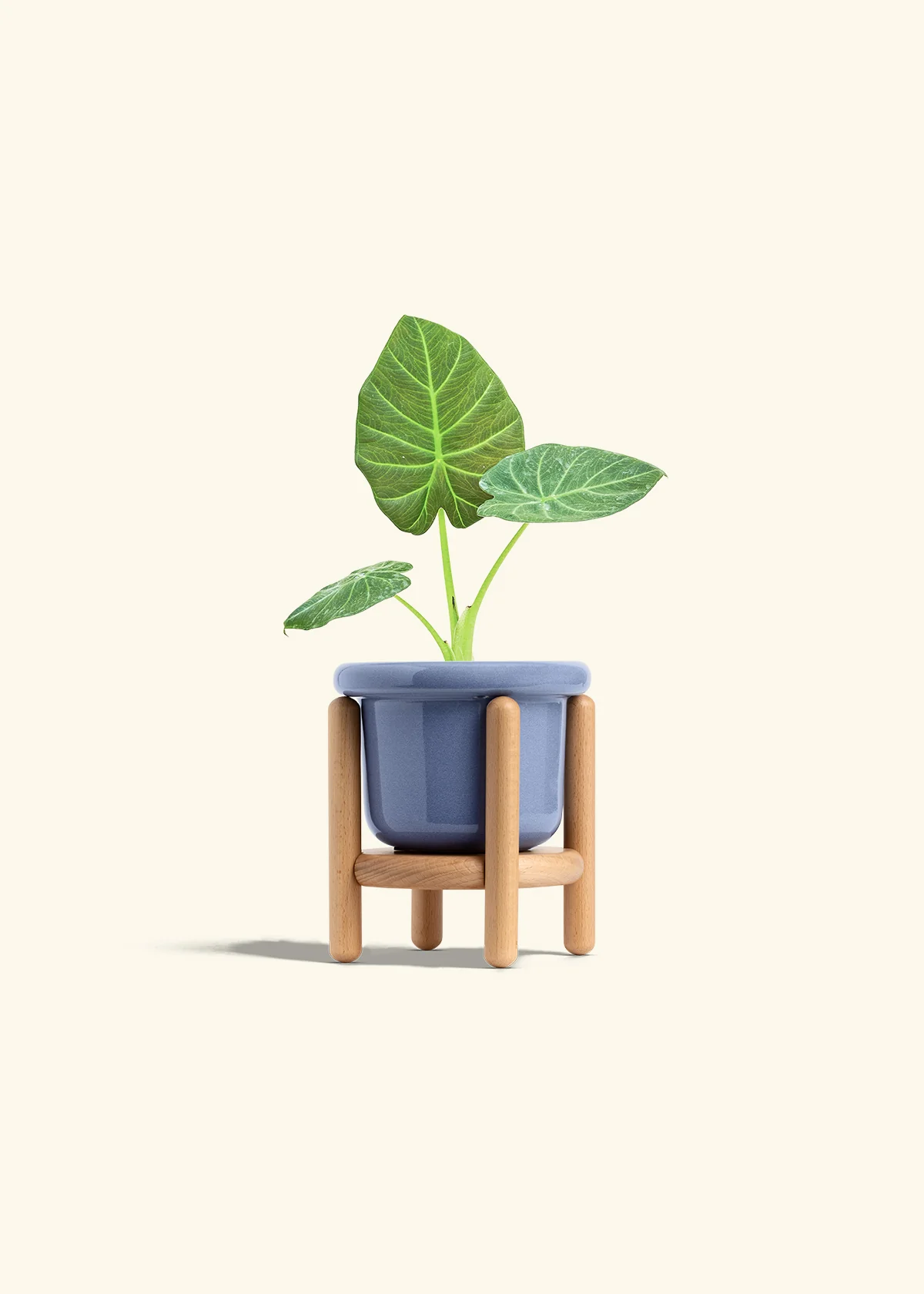 Alocasia 'Regal Shields', Small - Image 11
