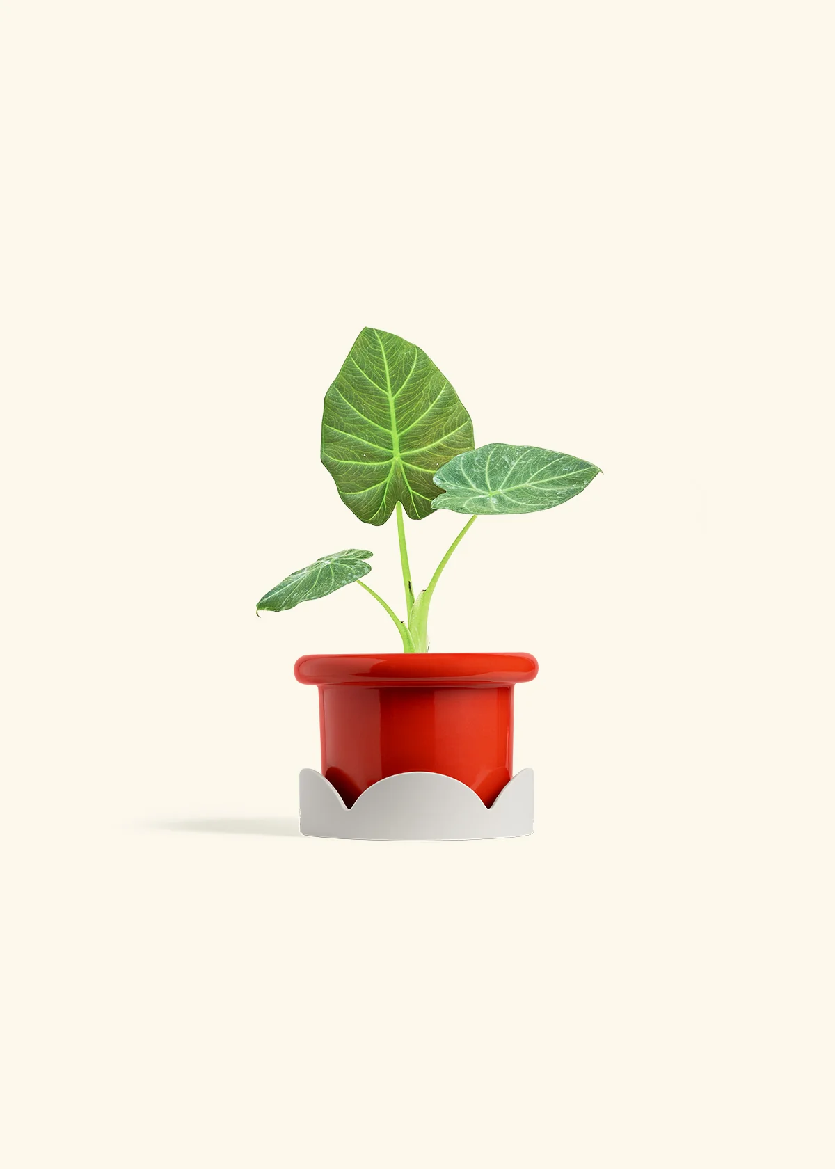 Alocasia 'Regal Shields', Small - Image 14