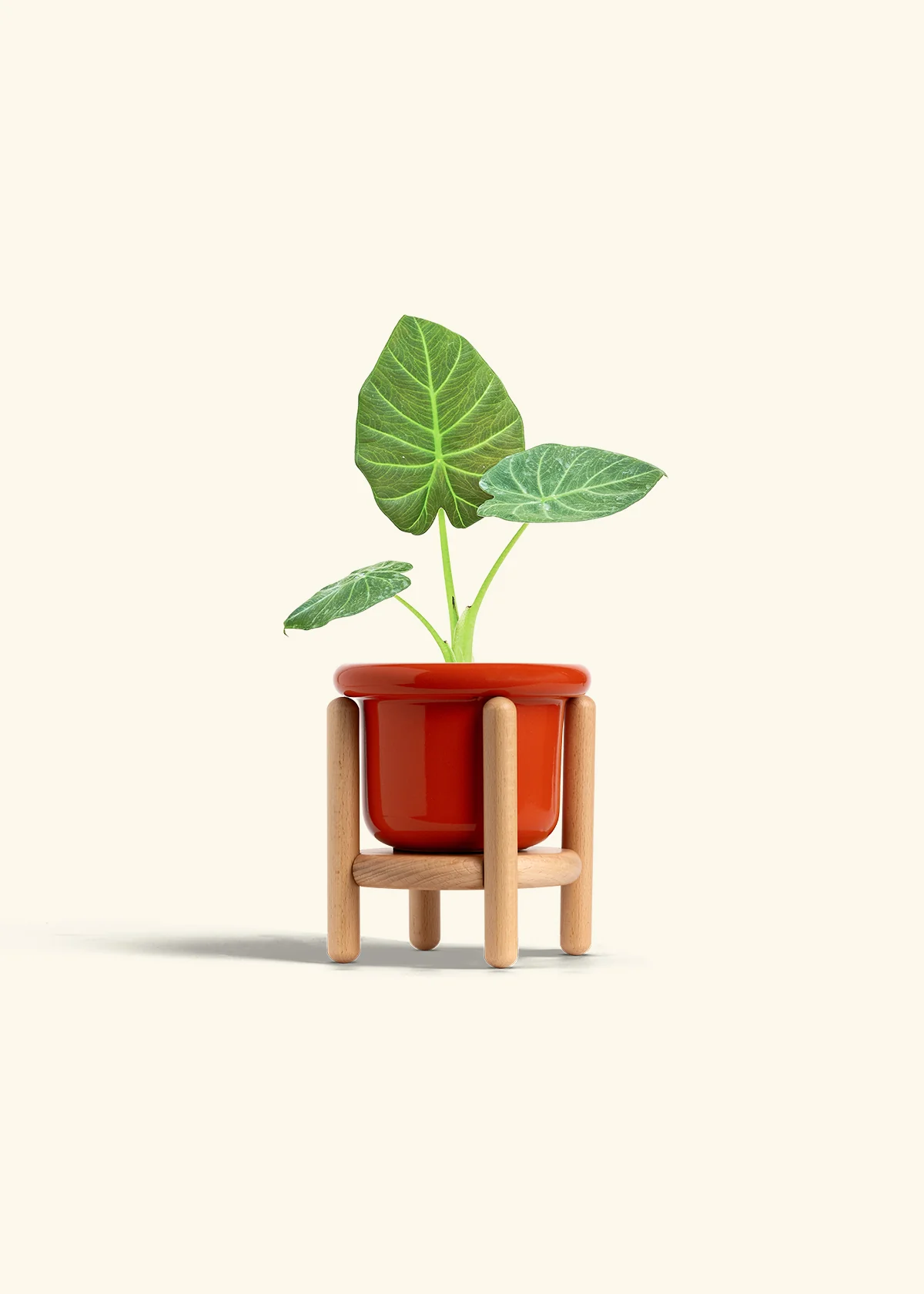 Alocasia 'Regal Shields', Small - Image 15
