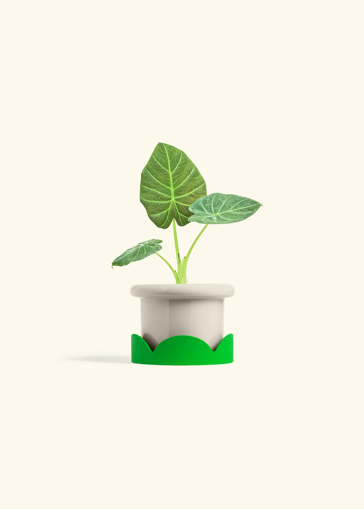 Alocasia 'Regal Shields', Small - Image 17