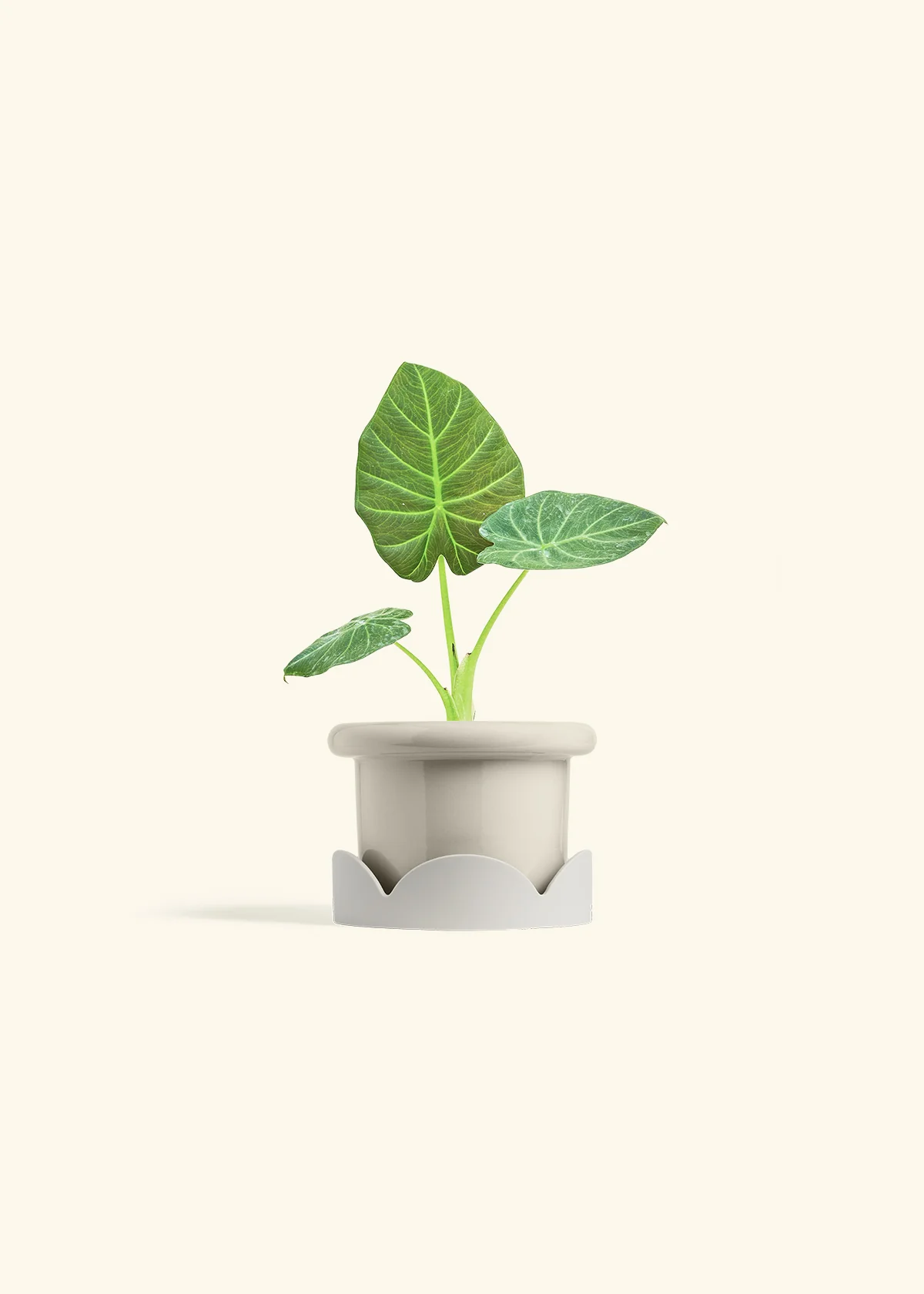 Alocasia 'Regal Shields', Small - Image 18