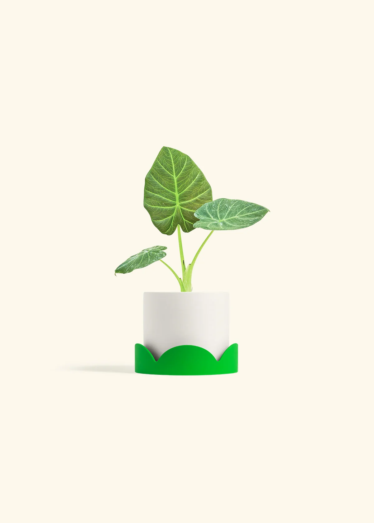 Alocasia 'Regal Shields', Small - Image 21