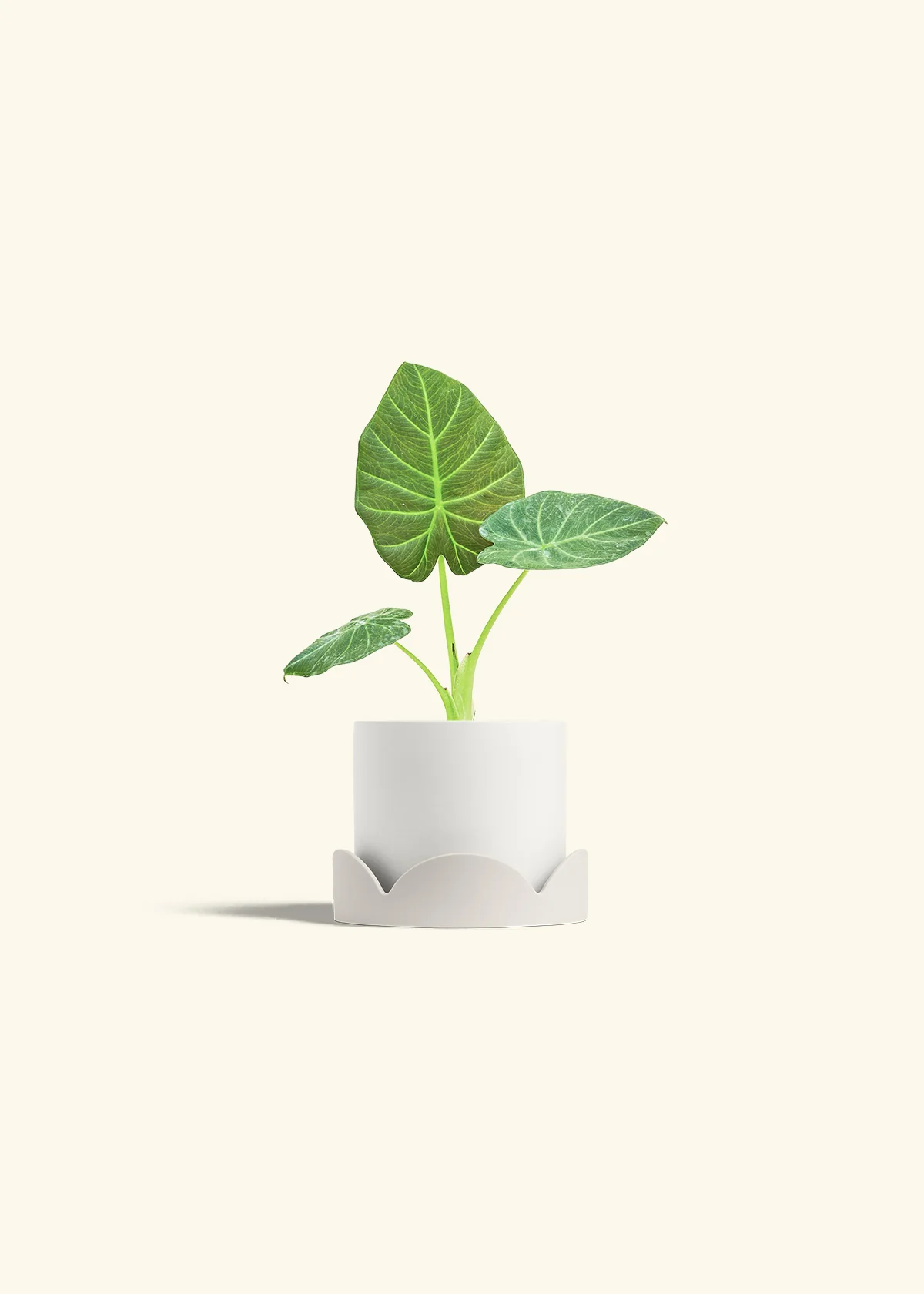 Alocasia 'Regal Shields', Small - Image 22