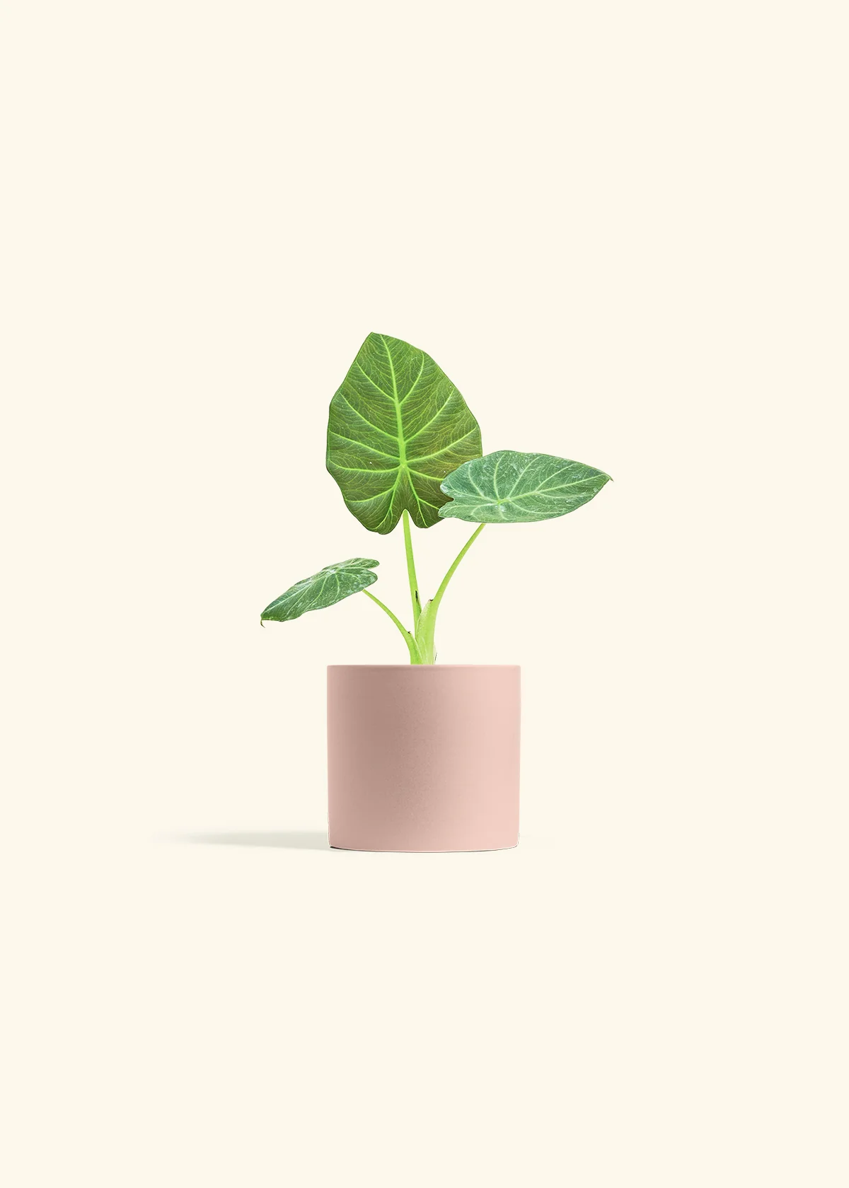 Alocasia 'Regal Shields', Small - Image 24