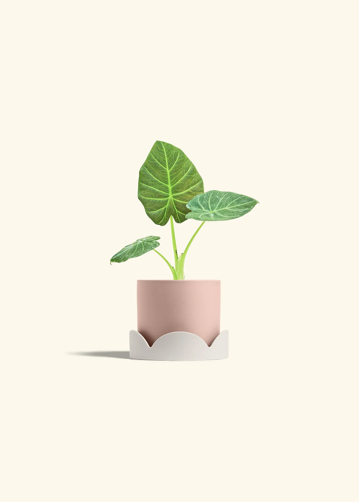 Alocasia 'Regal Shields', Small - Image 26