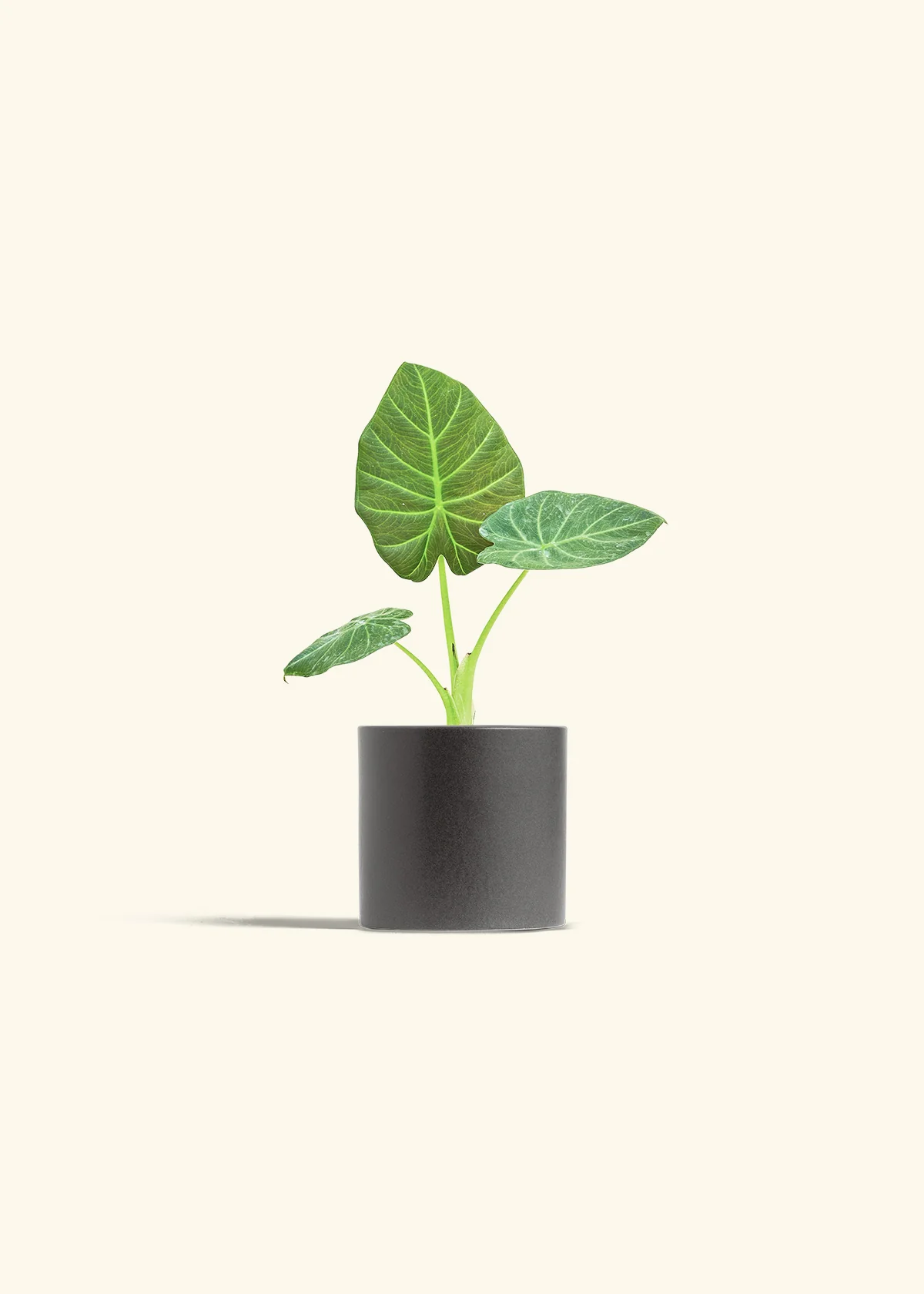 Alocasia 'Regal Shields', Small - Image 28
