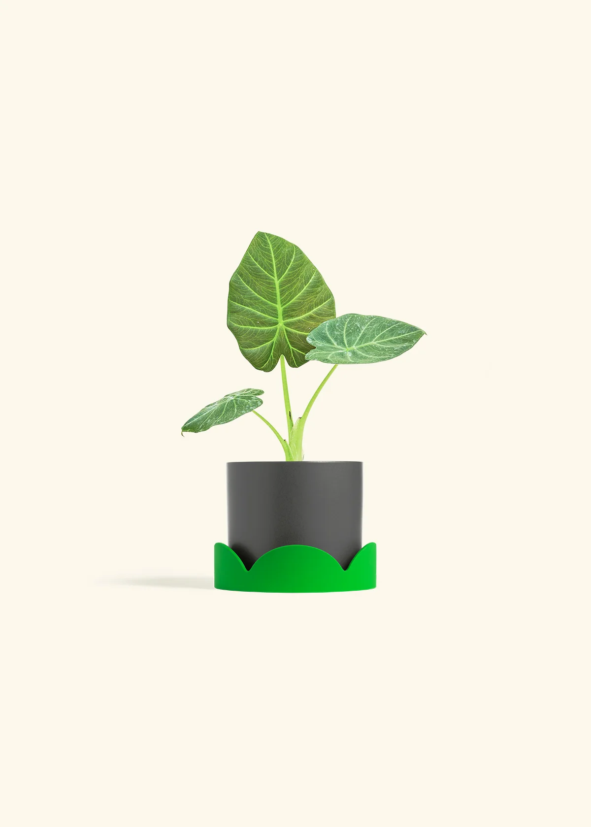 Alocasia 'Regal Shields', Small - Image 29
