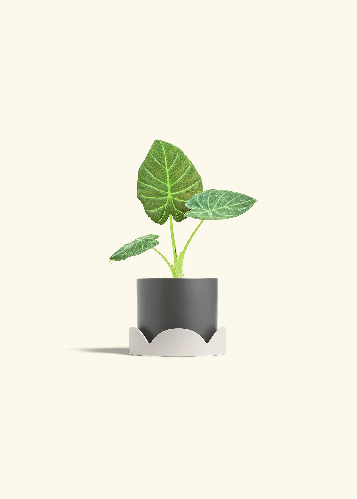 Alocasia 'Regal Shields', Small - Image 30