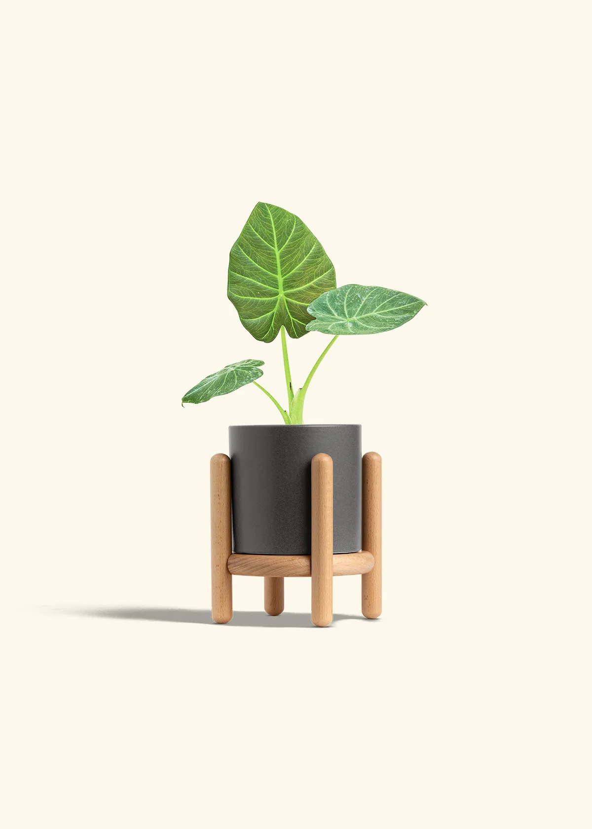 Alocasia 'Regal Shields', Small - Image 31