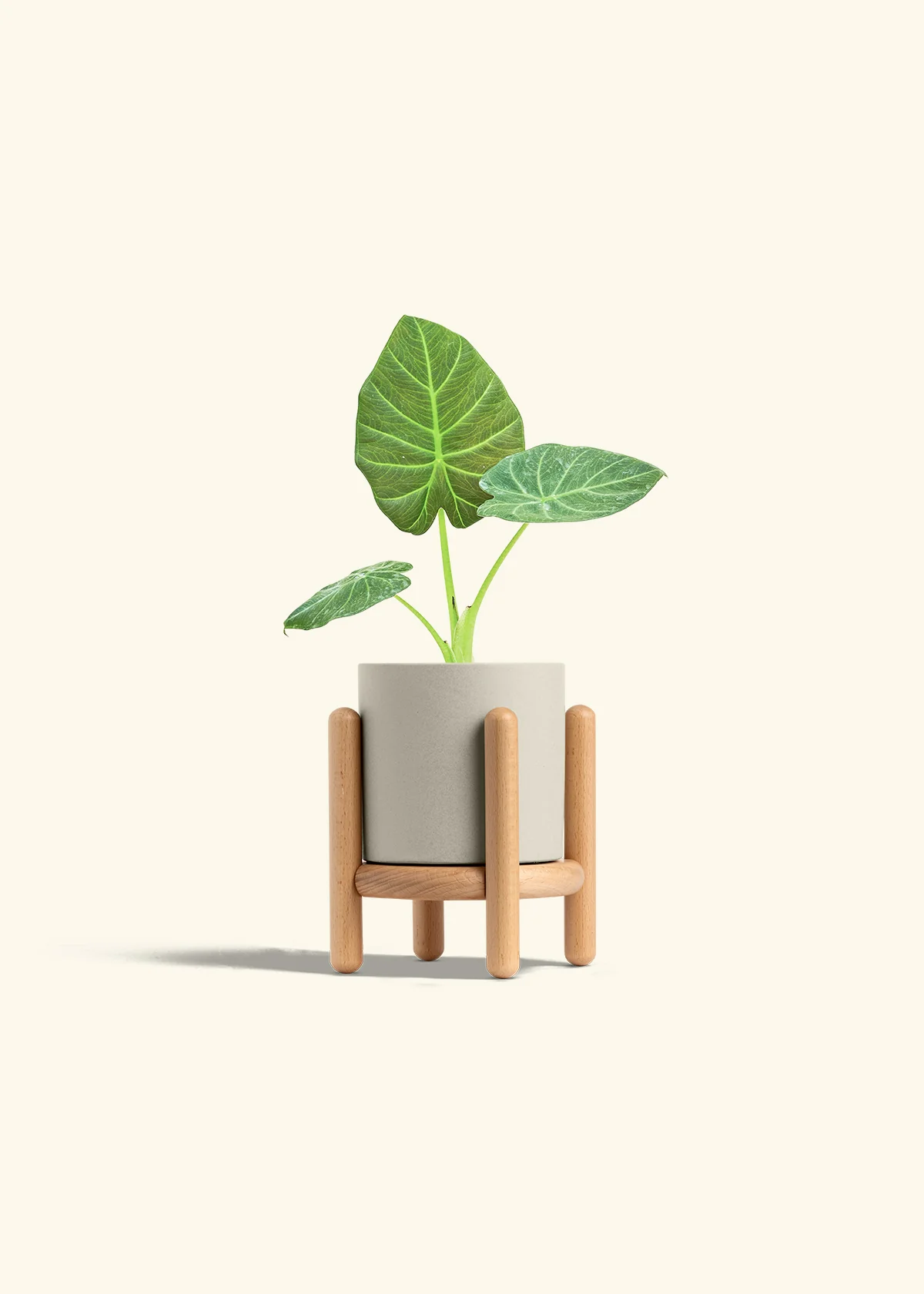 Alocasia 'Regal Shields', Small - Image 35