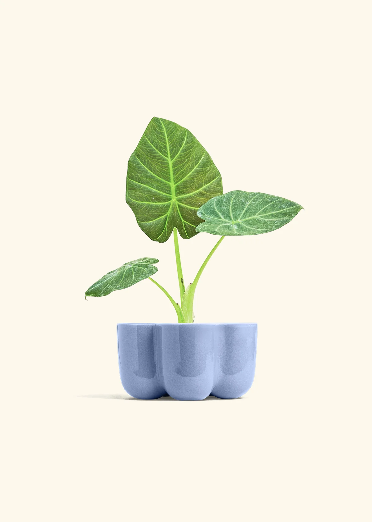 Alocasia 'Regal Shields', Small - Image 37