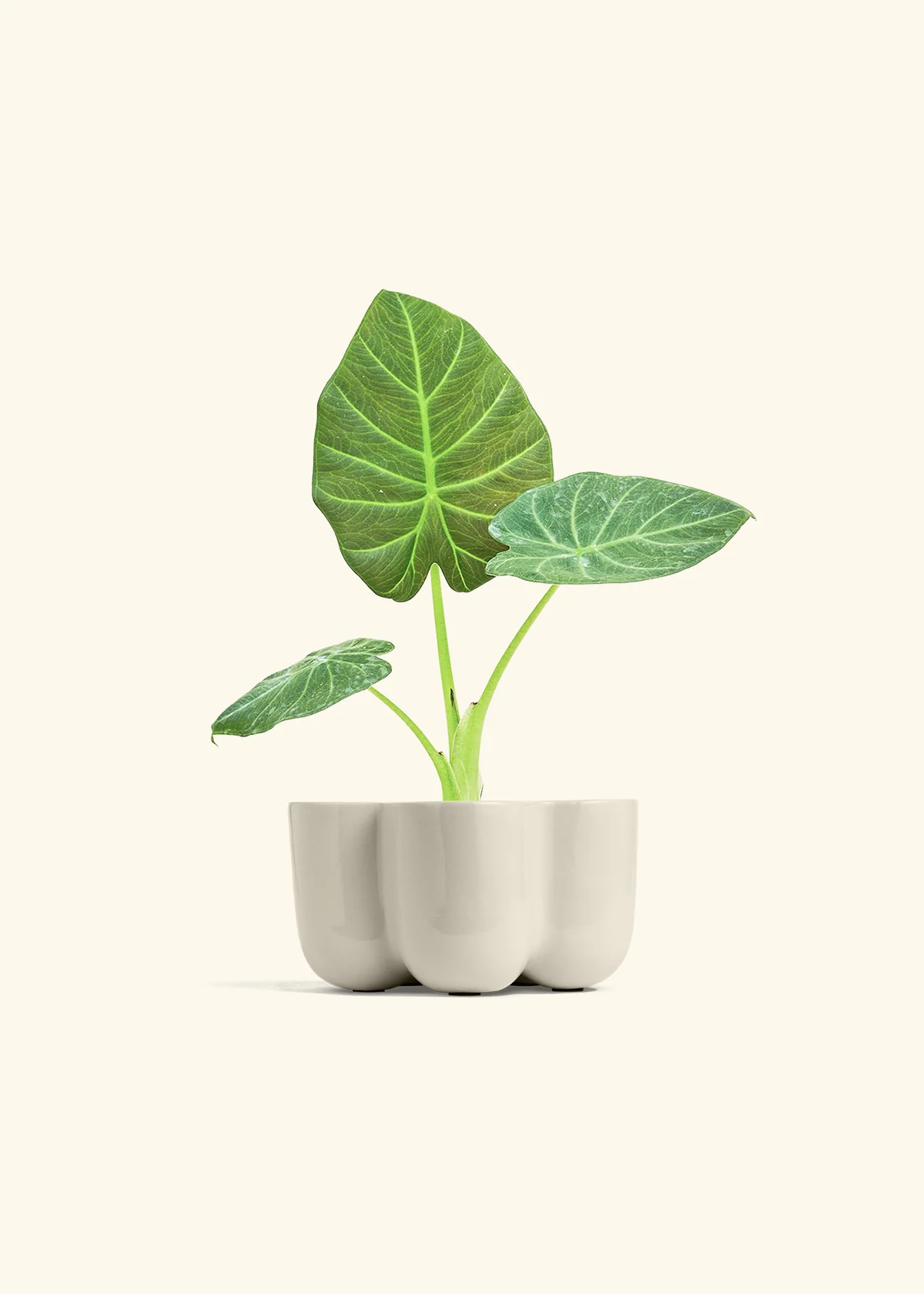 Alocasia 'Regal Shields', Small - Image 38
