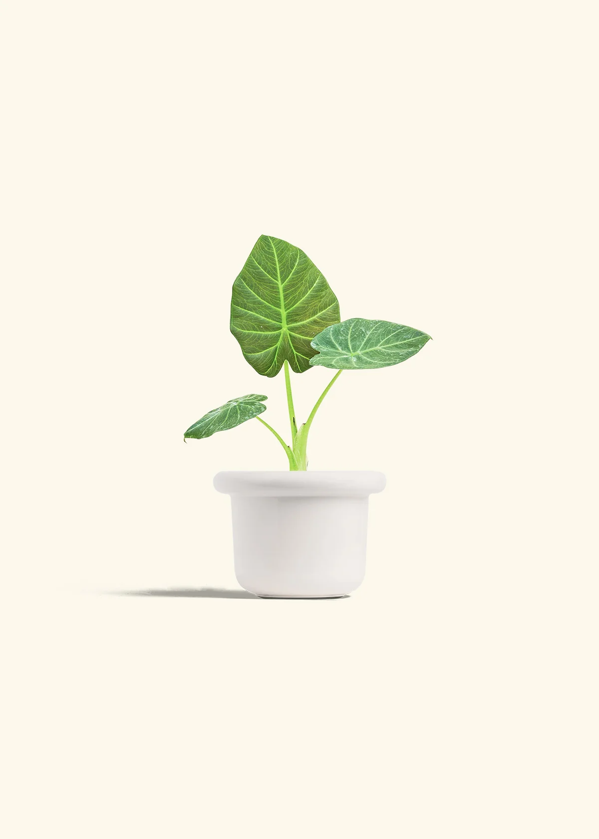 Alocasia 'Regal Shields', Small - Image 4