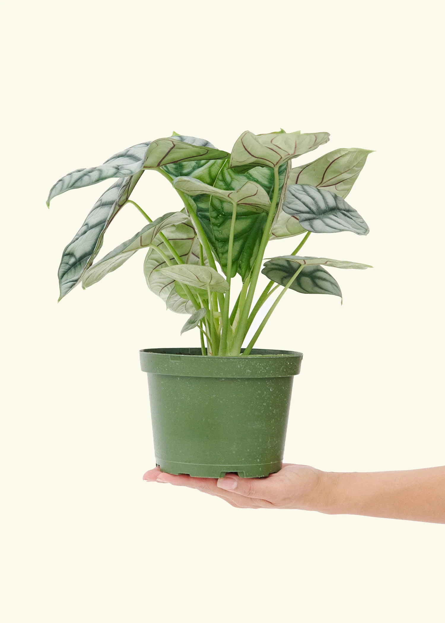 Alocasia 'Silver Dragon', Medium - Image 2