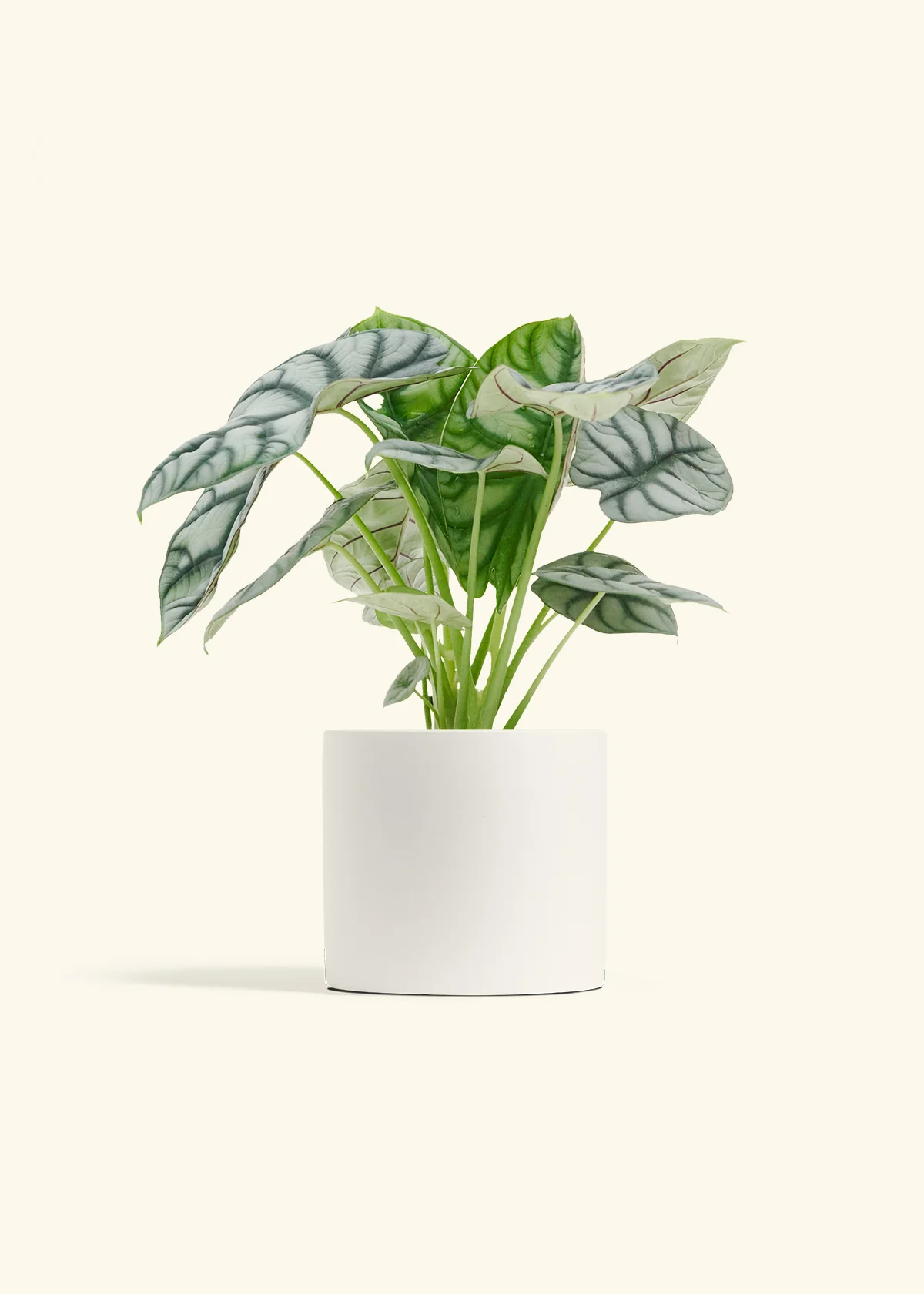 Alocasia 'Silver Dragon', Medium - Image 4