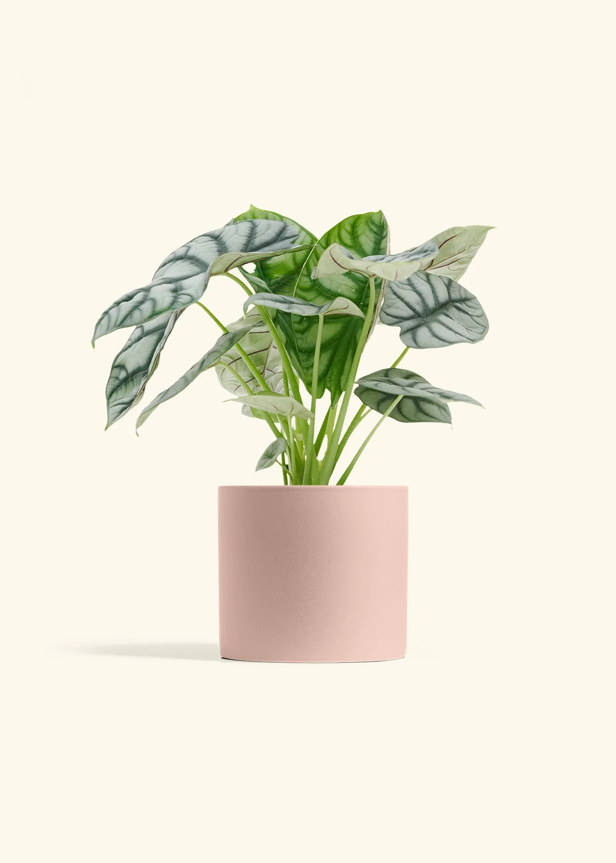 Alocasia 'Silver Dragon', Medium - Image 5