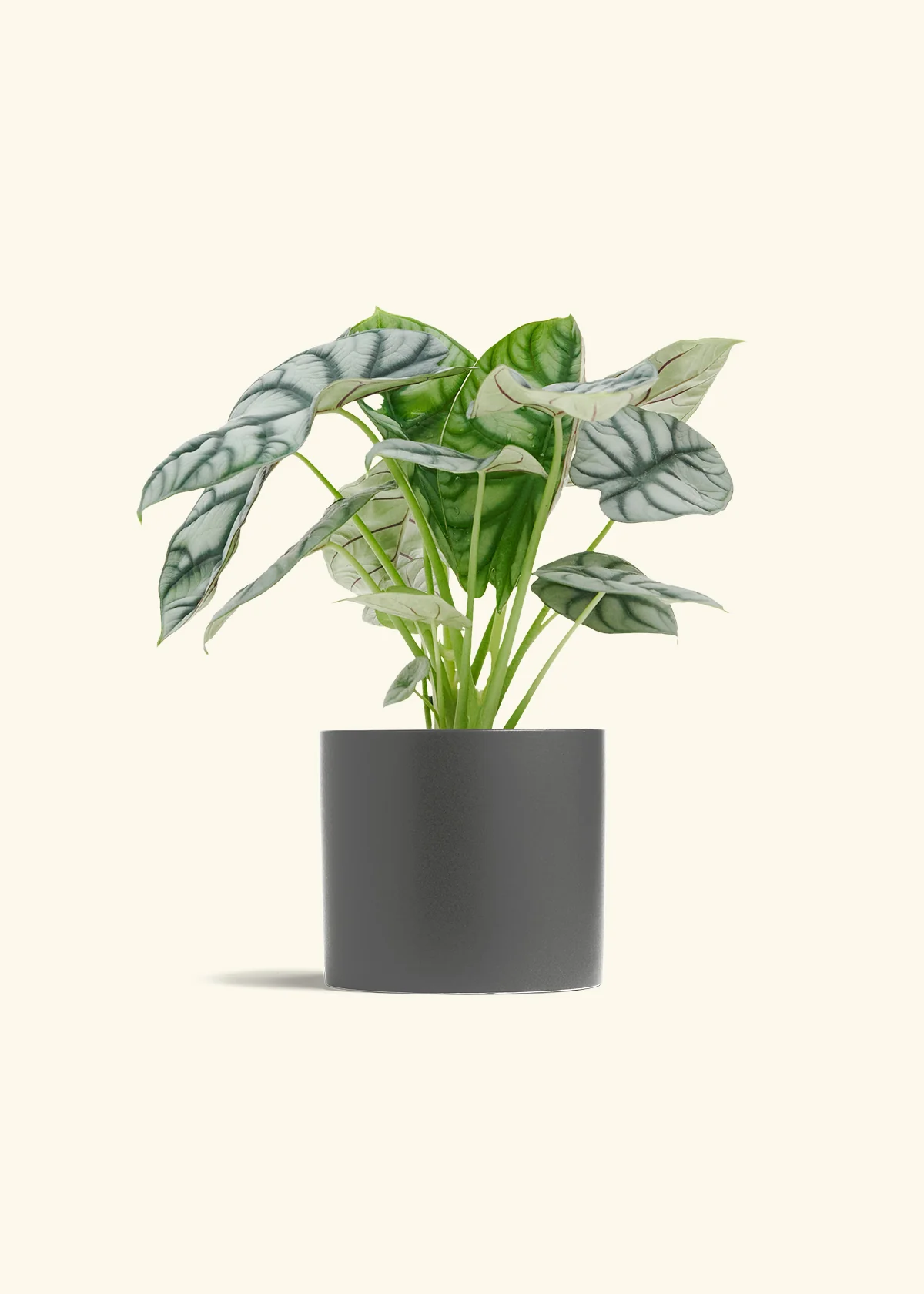 Alocasia 'Silver Dragon', Medium - Image 6