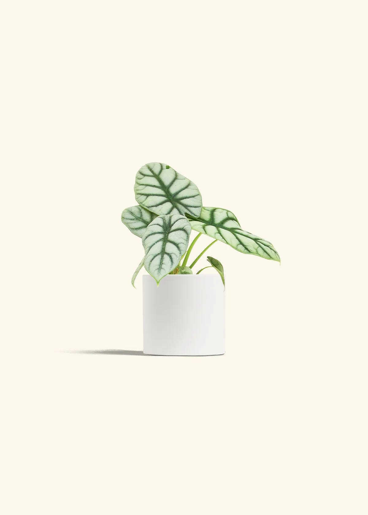 Alocasia 'Silver Dragon', Small - Image 4