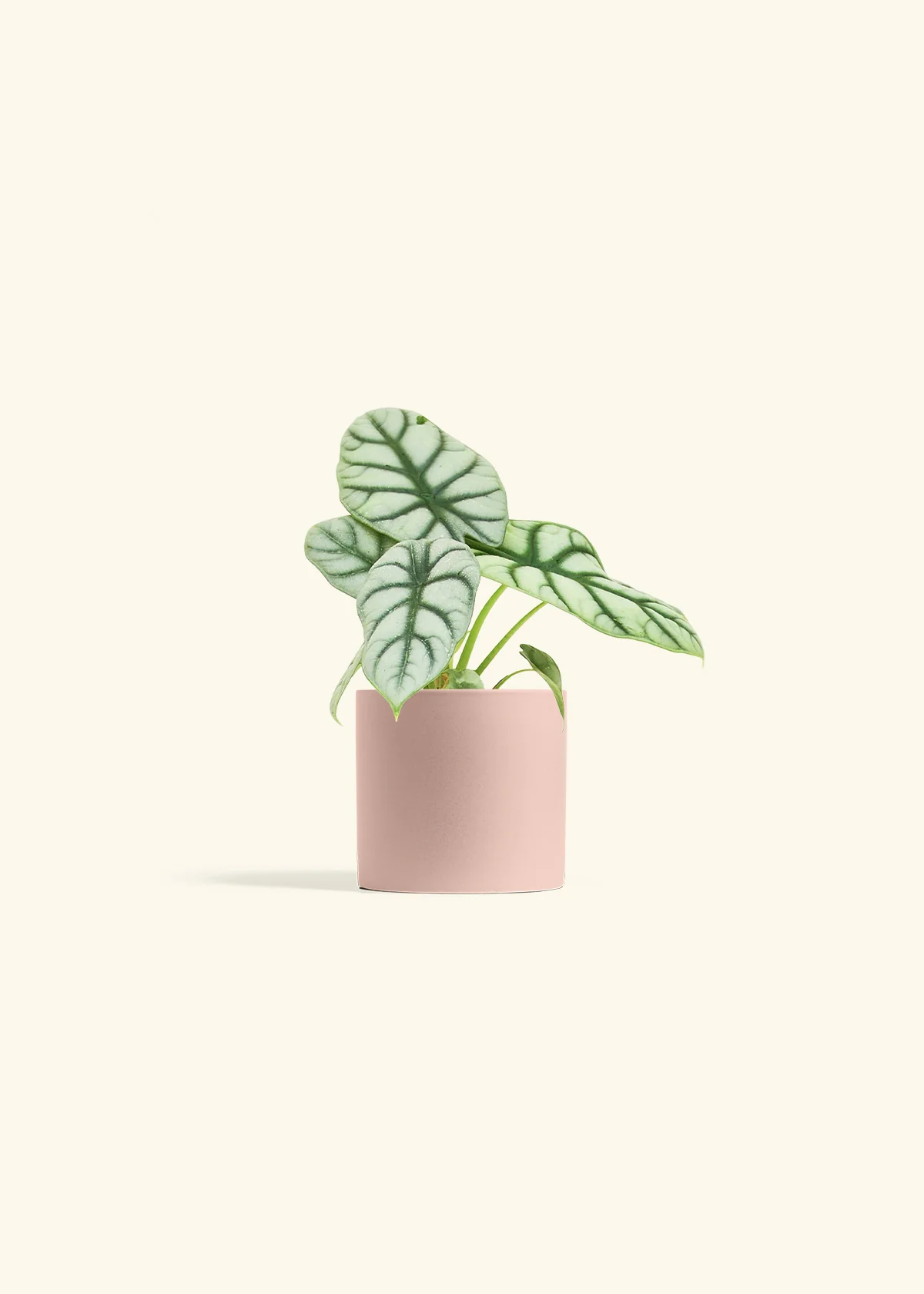 Alocasia 'Silver Dragon', Small - Image 5