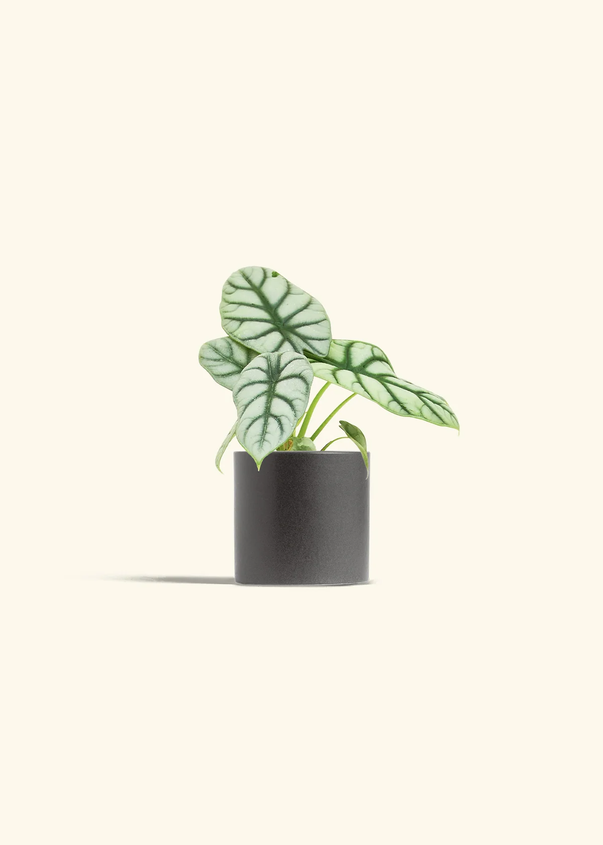 Alocasia 'Silver Dragon', Small - Image 6