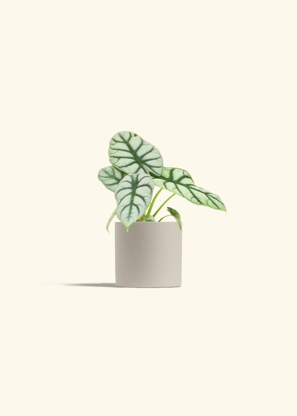 Alocasia 'Silver Dragon', Small - Image 7